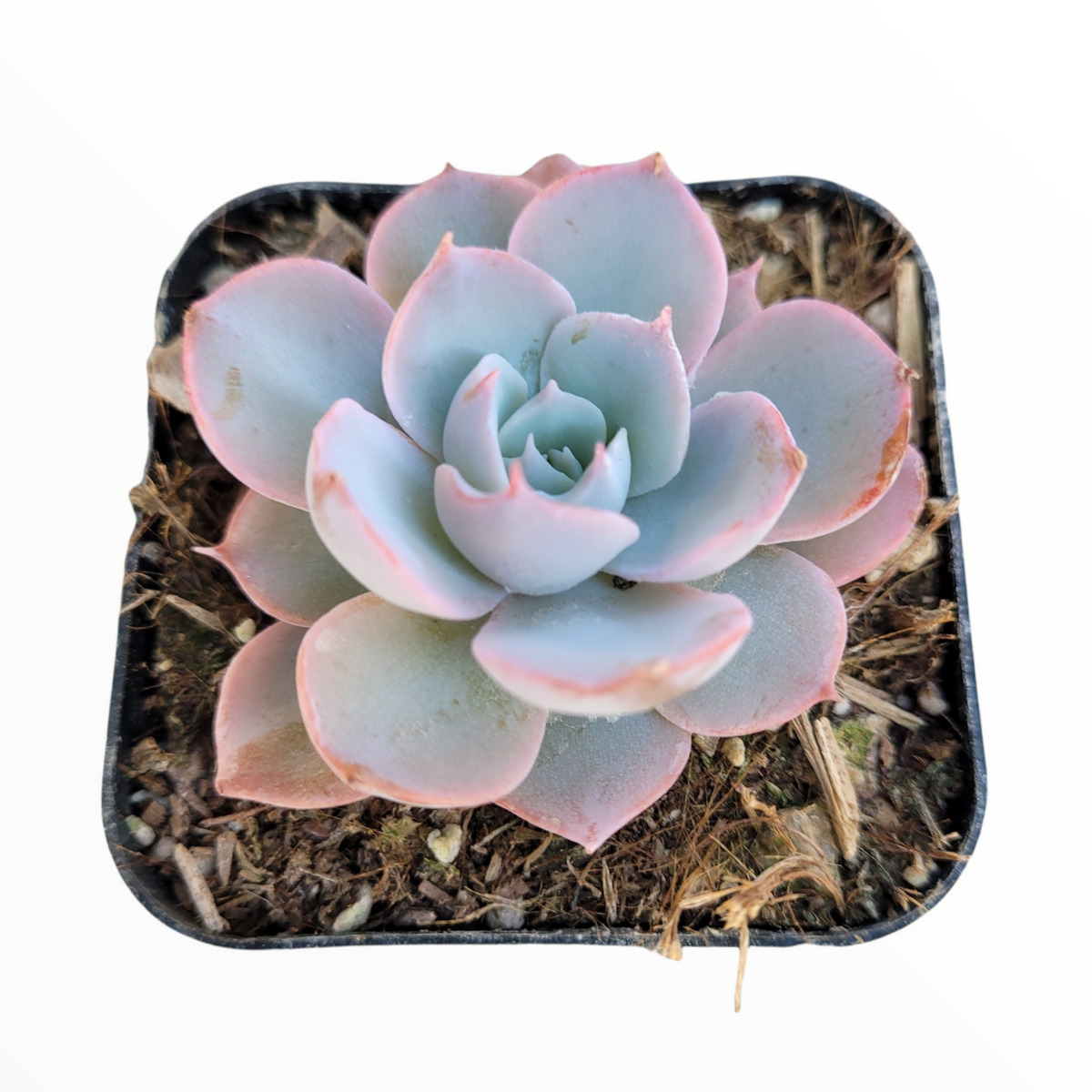 Echeveria subsessilis in a square nursery pot.