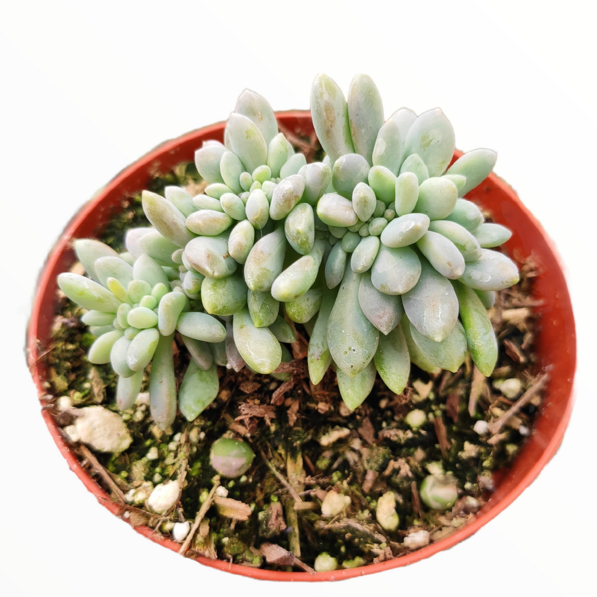 Cremeria Expatriata Crest - Succulents Depot