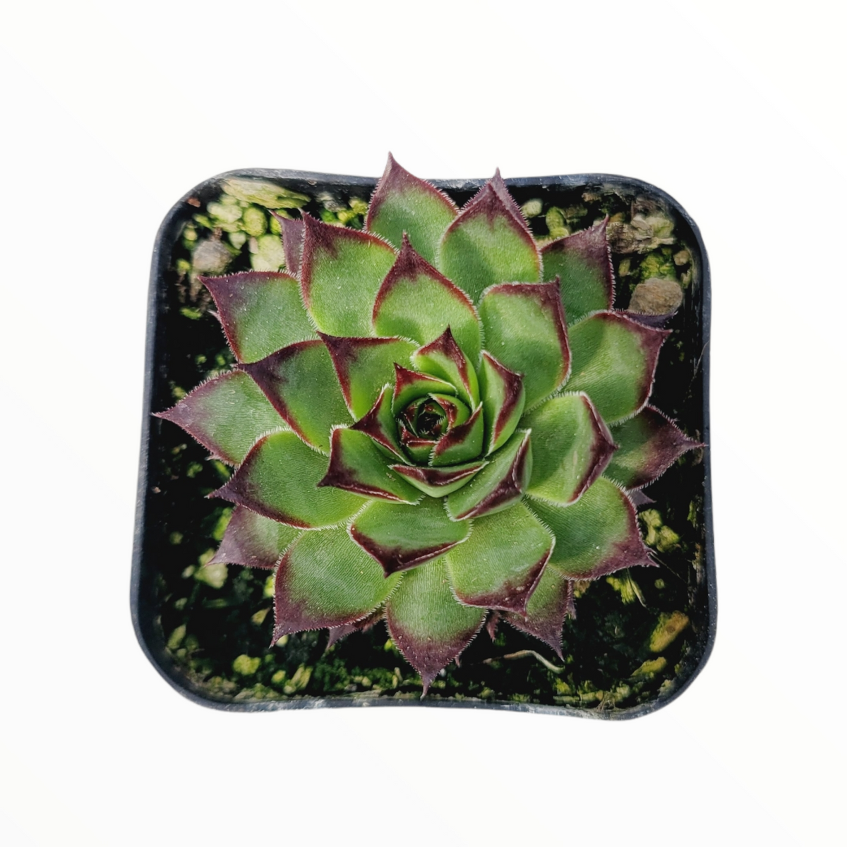 Sempervivum 'Black Rose' in a square planter with gritty soil.