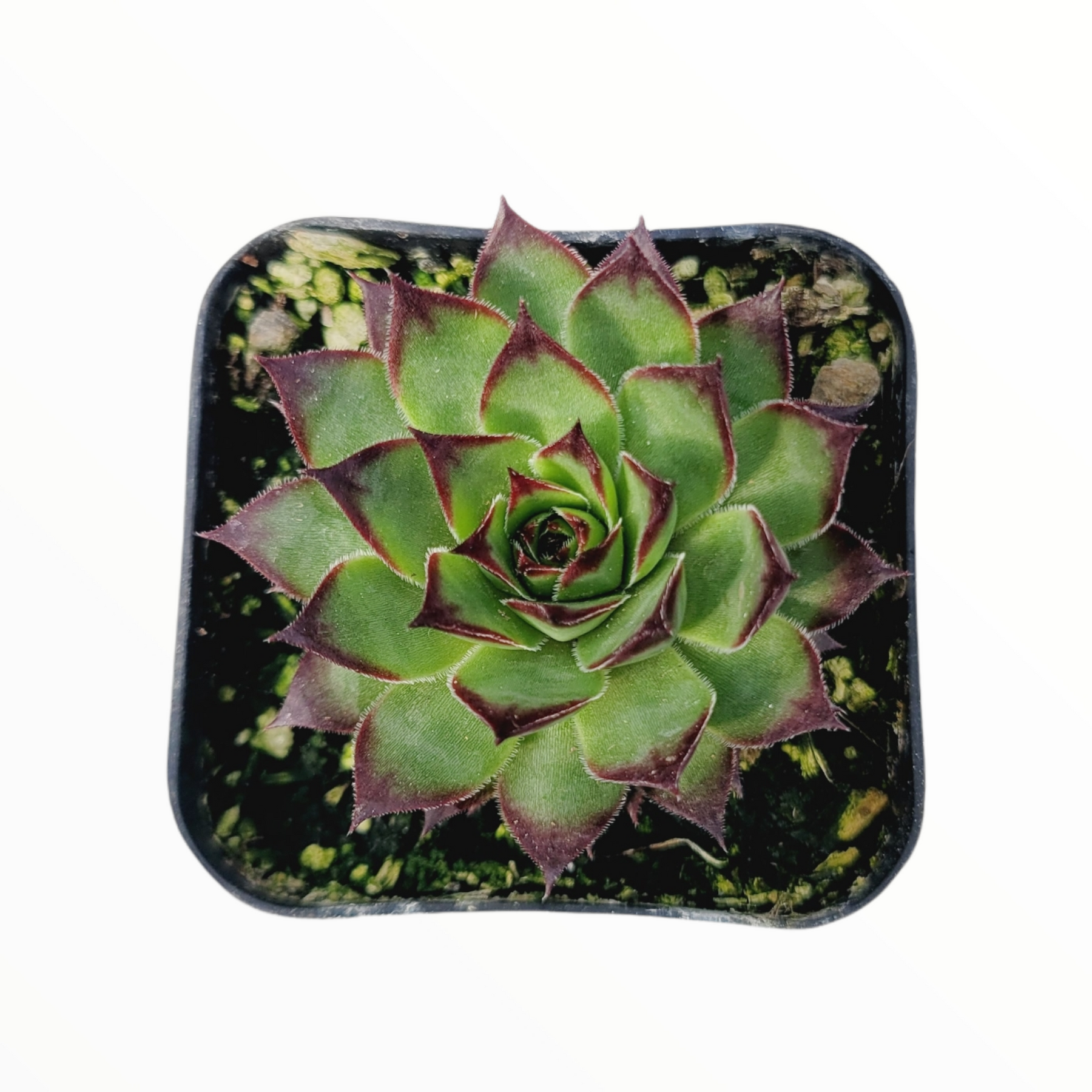 Sempervivum 'Black Rose' - Succulents Depot