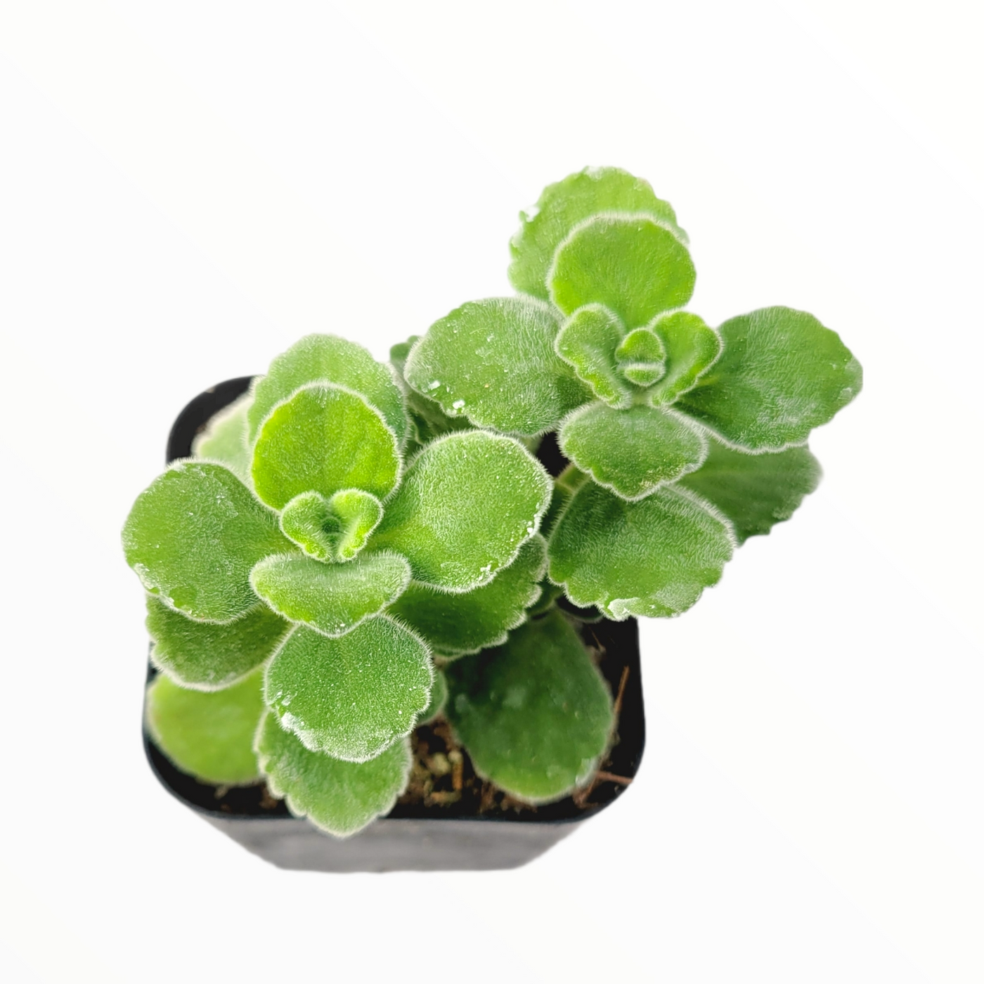 Plectranthus tomentosa - Vicks Plant - Succulents Depot