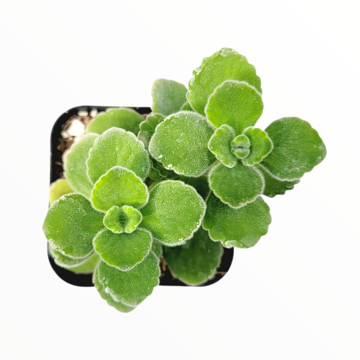 Plectranthus tomentosa - Vicks Plant - Succulents Depot