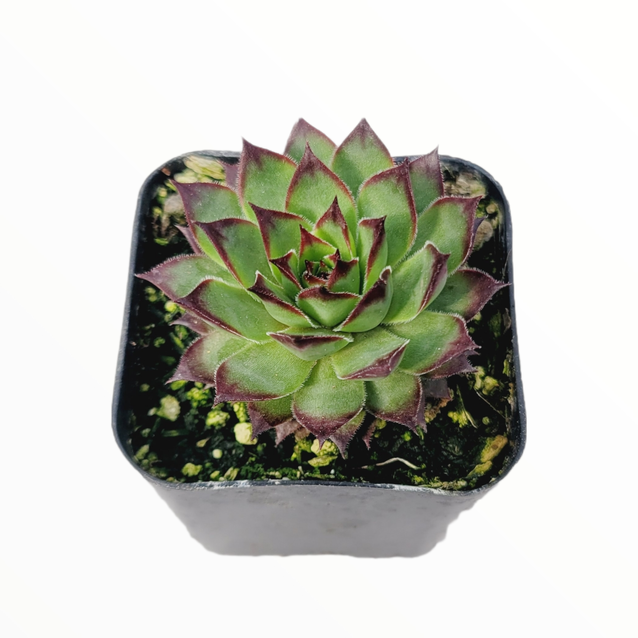 succulent in black pot Sempervivum 'Black Rose' -