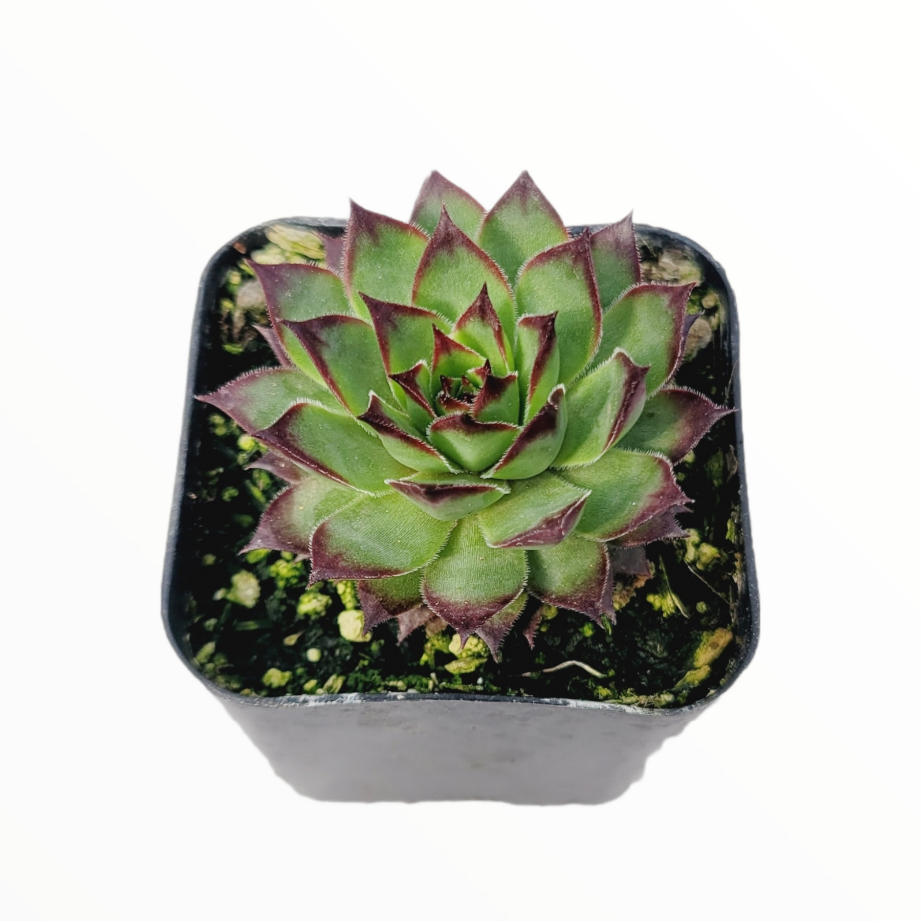 Sempervivum 'Black Rose' - Succulents Depot