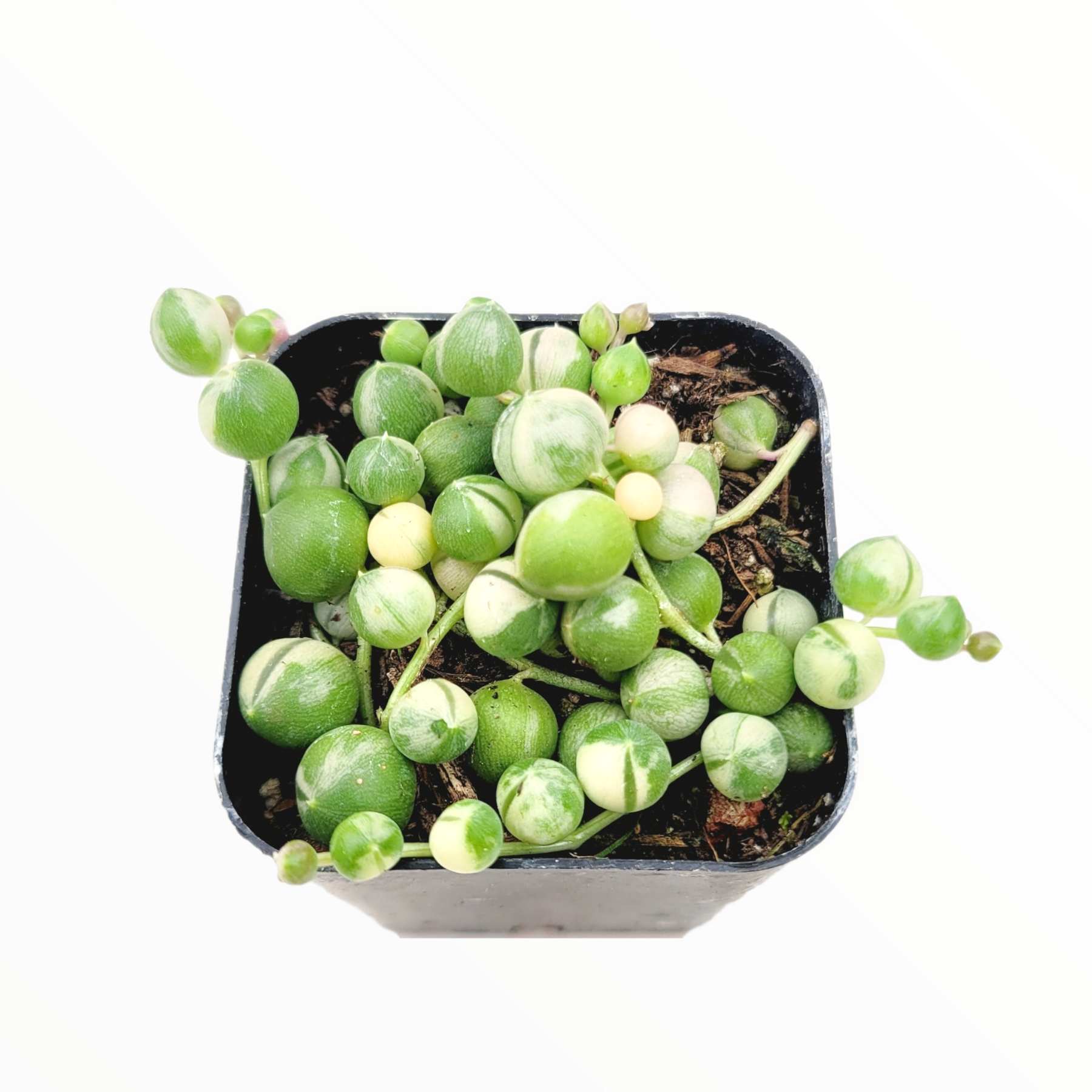 Variegated String of Pearls Senecio rollqwleyanus - Succulents Depot