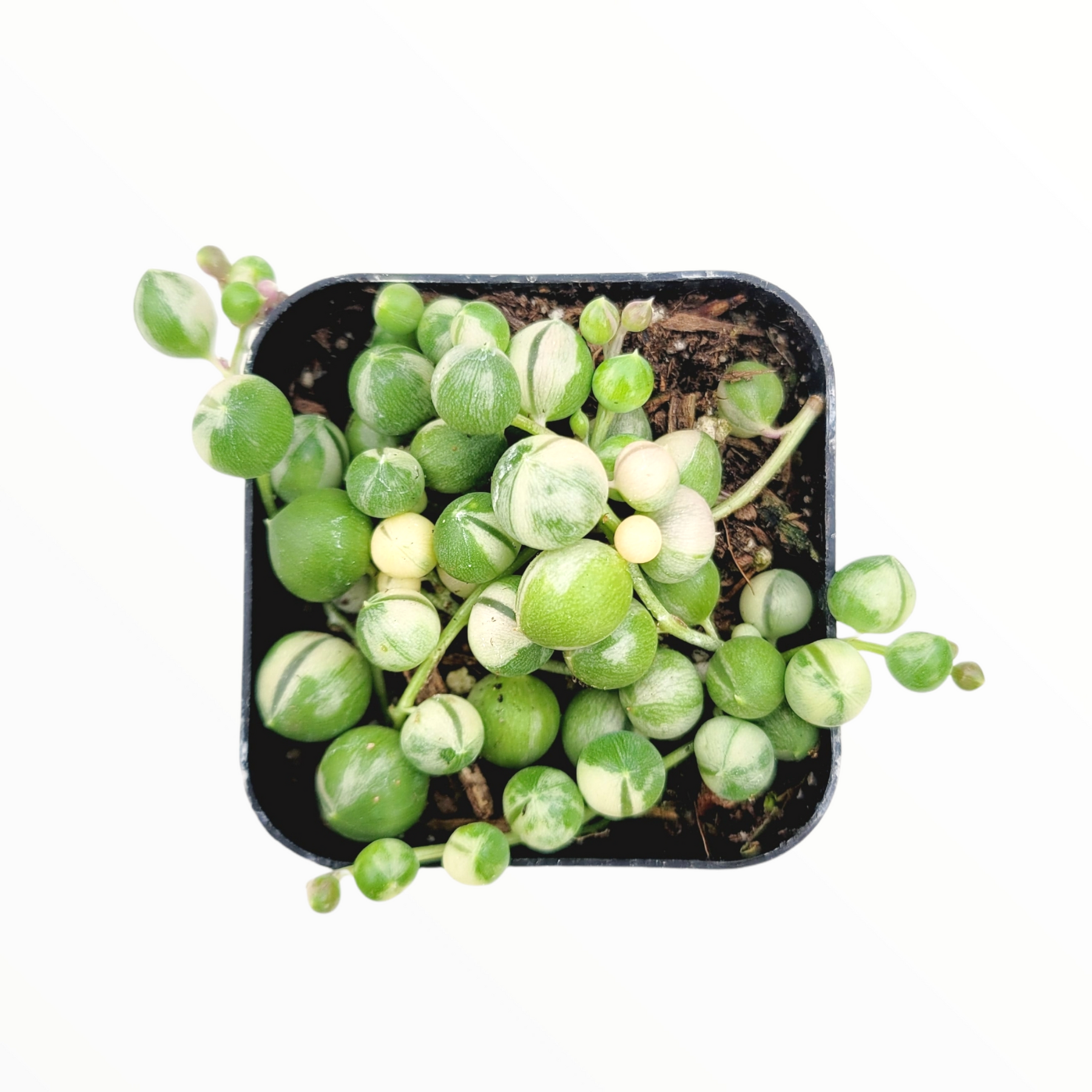 Variegated String of Pearls Senecio rollqwleyanus - Succulents Depot