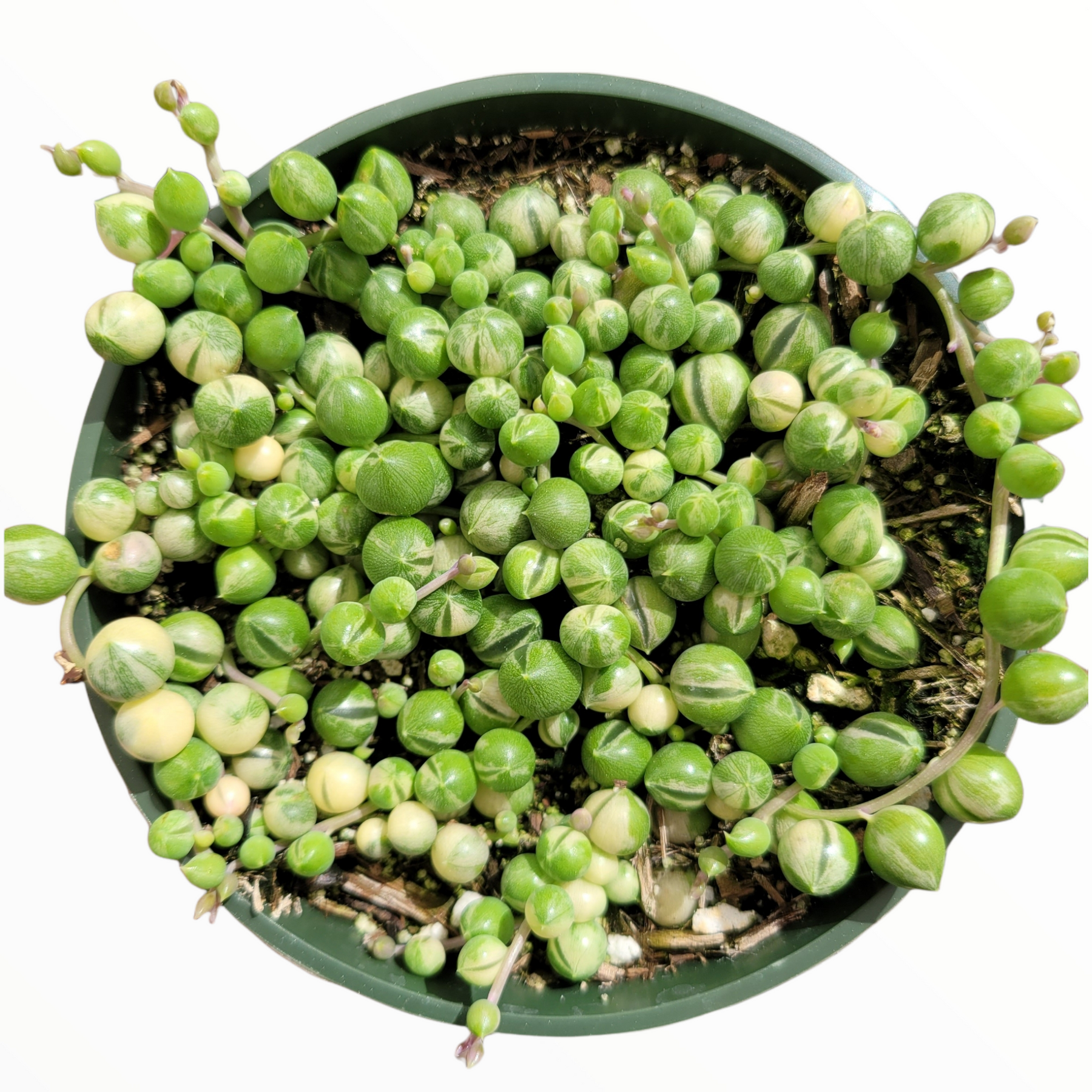 Variegated String of Pearls Senecio rollqwleyanus - Succulents Depot