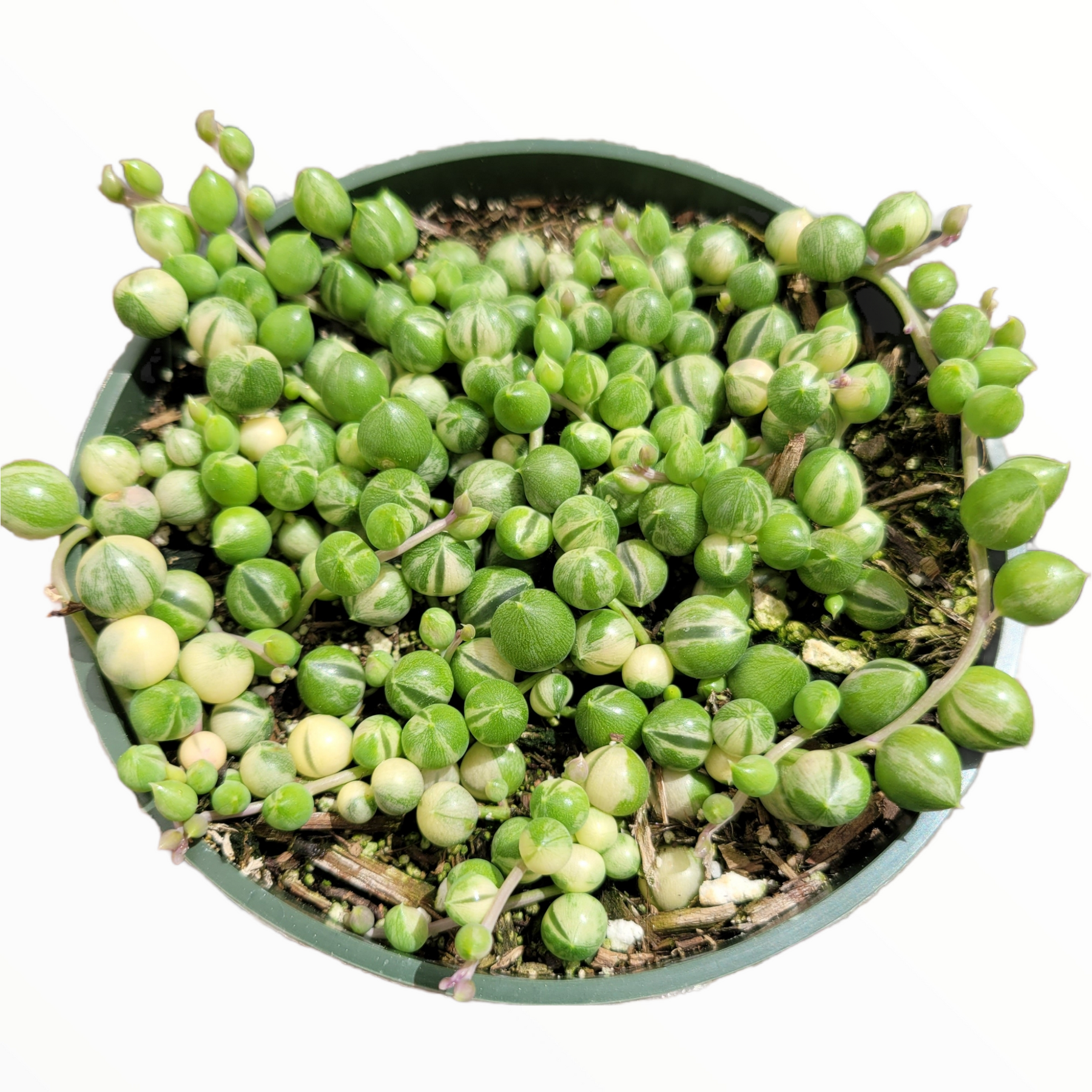 Variegated String of Pearls Senecio rollqwleyanus - Succulents Depot