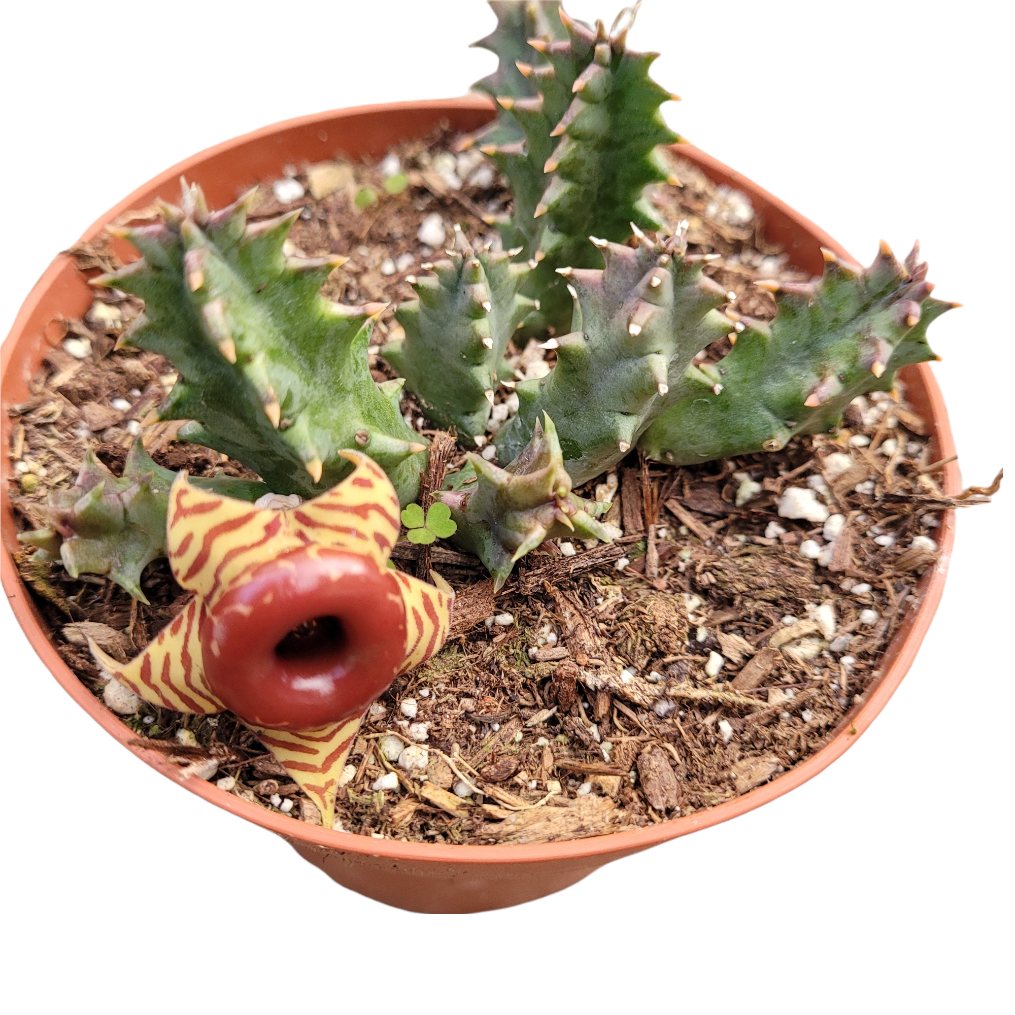 spine bearing succulent plant Huernia Zebrina Stapelia 'Life Saver Plant' -