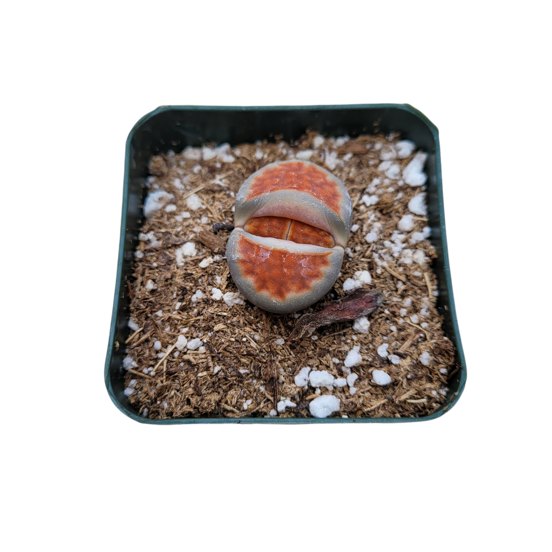 Lithops 'Living Stones' - Succulents Depot