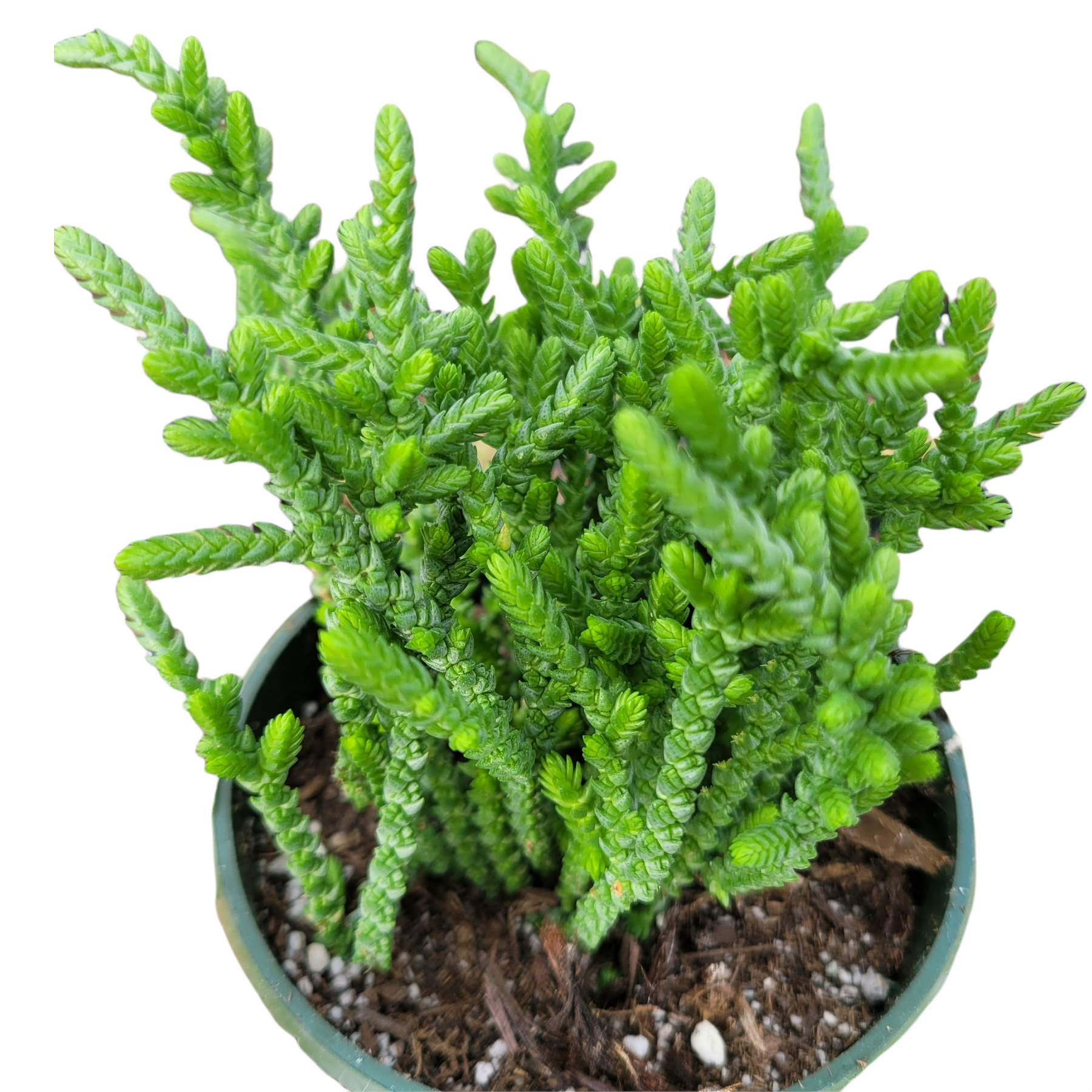 Crassula muscosa 'Watch Chain' - Succulents Depot