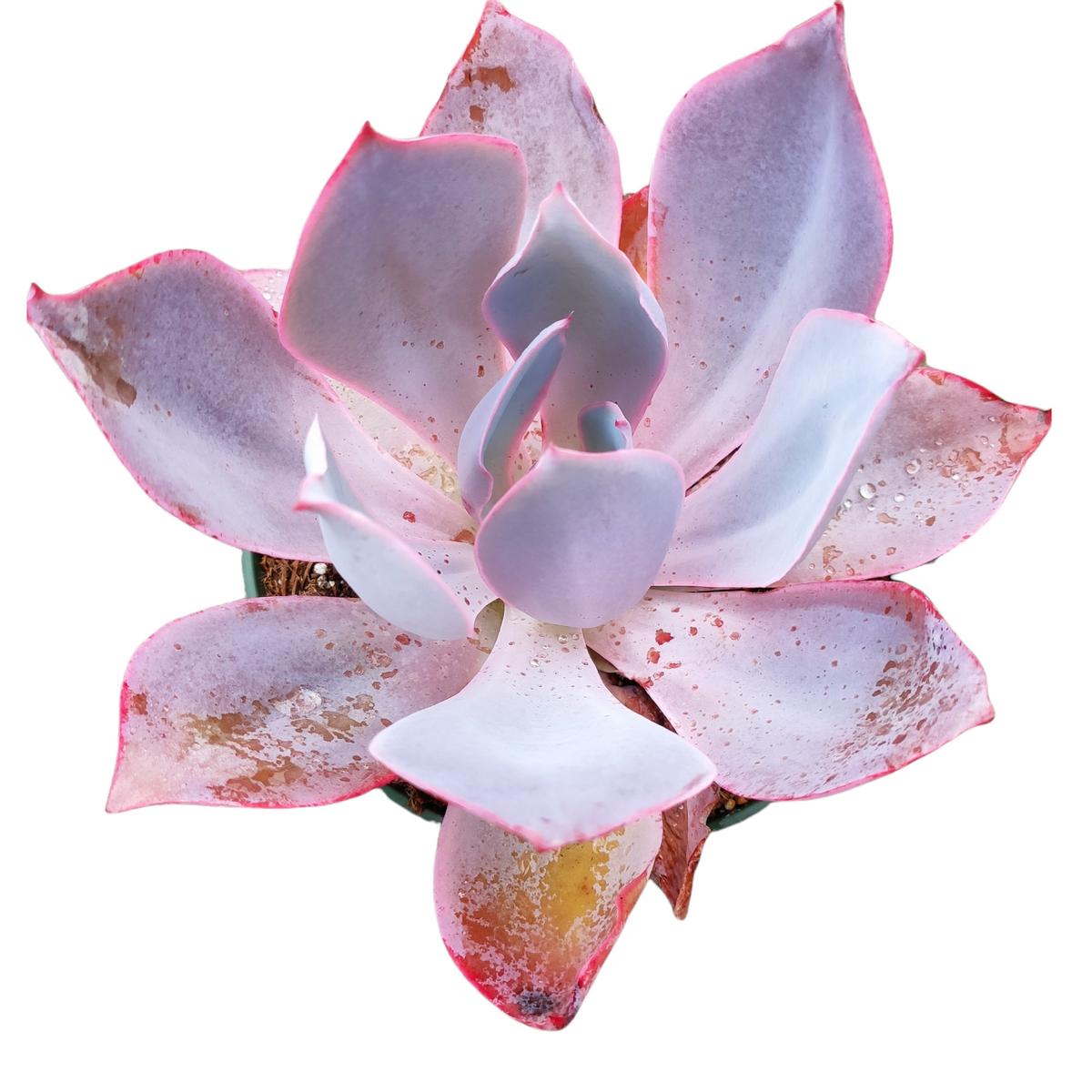 Echeveria 'Afterglow' succulent with bluish-gray to pink leaves.