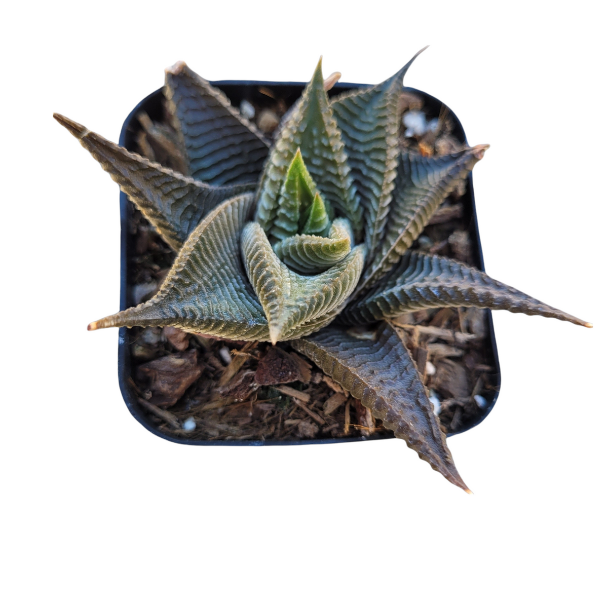 Haworthia limifolia succulent with spiraling rosette leaves.