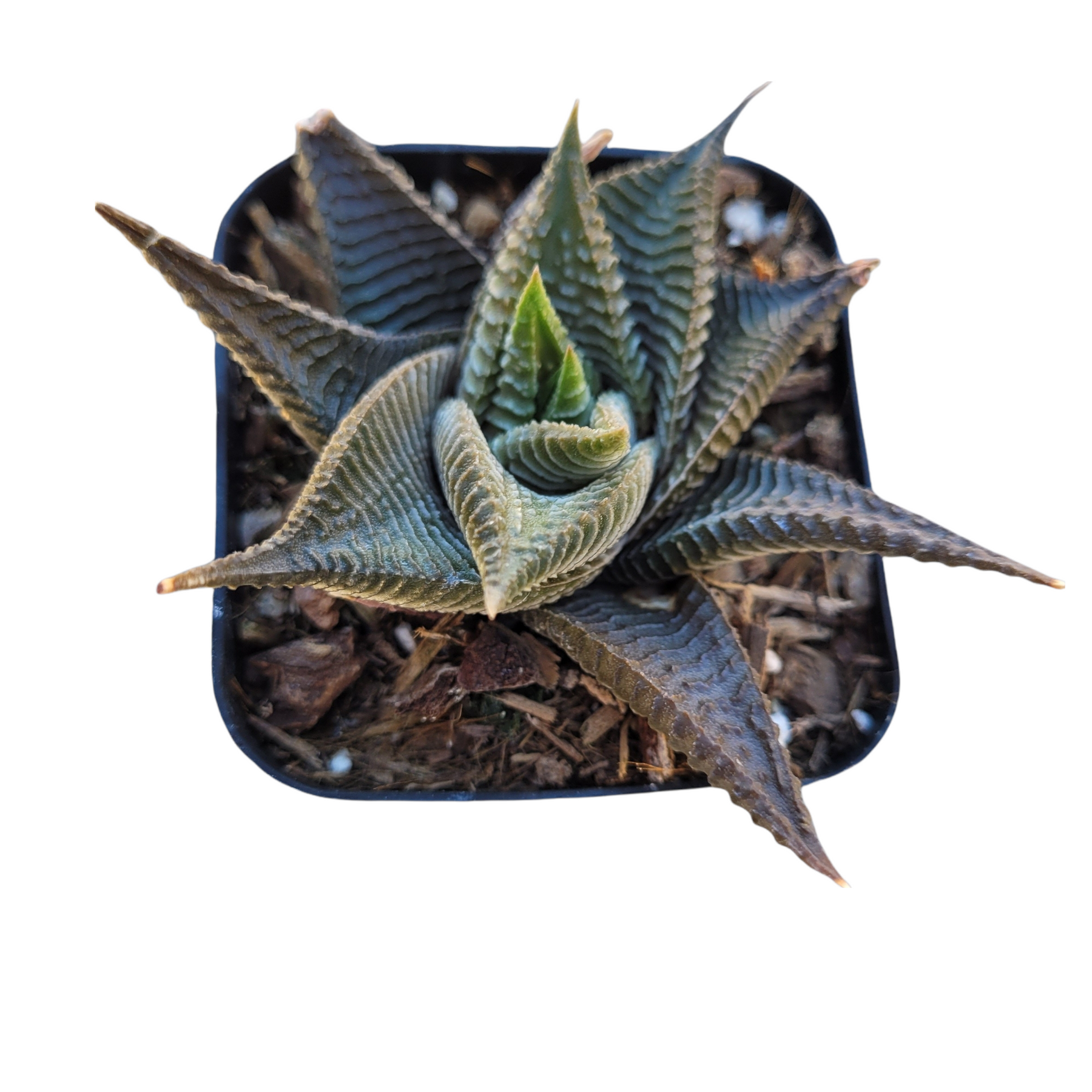 Haworthia limifolia