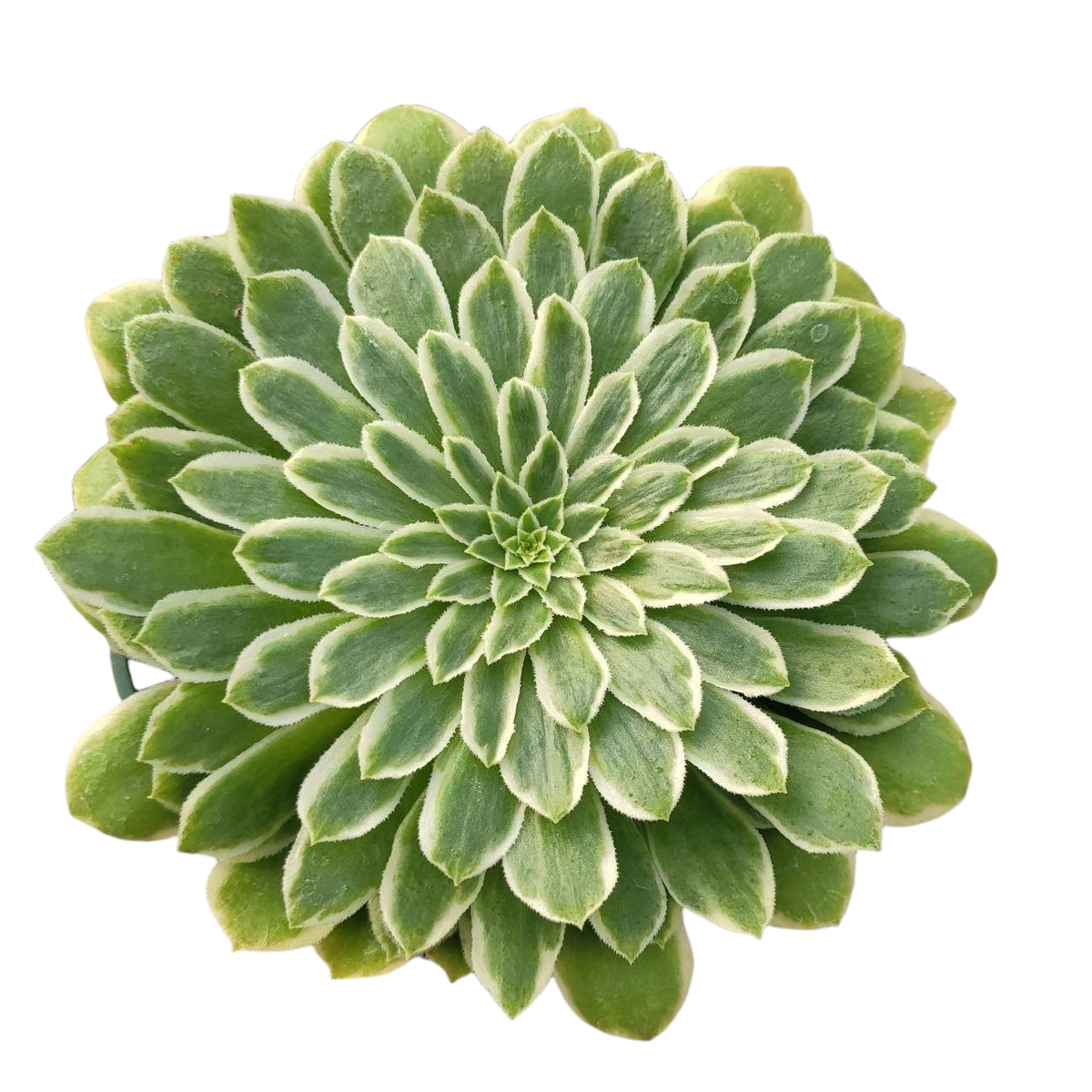 Aeonium 'Emerald Ice' succulent with green, white-edged rosette leaves.