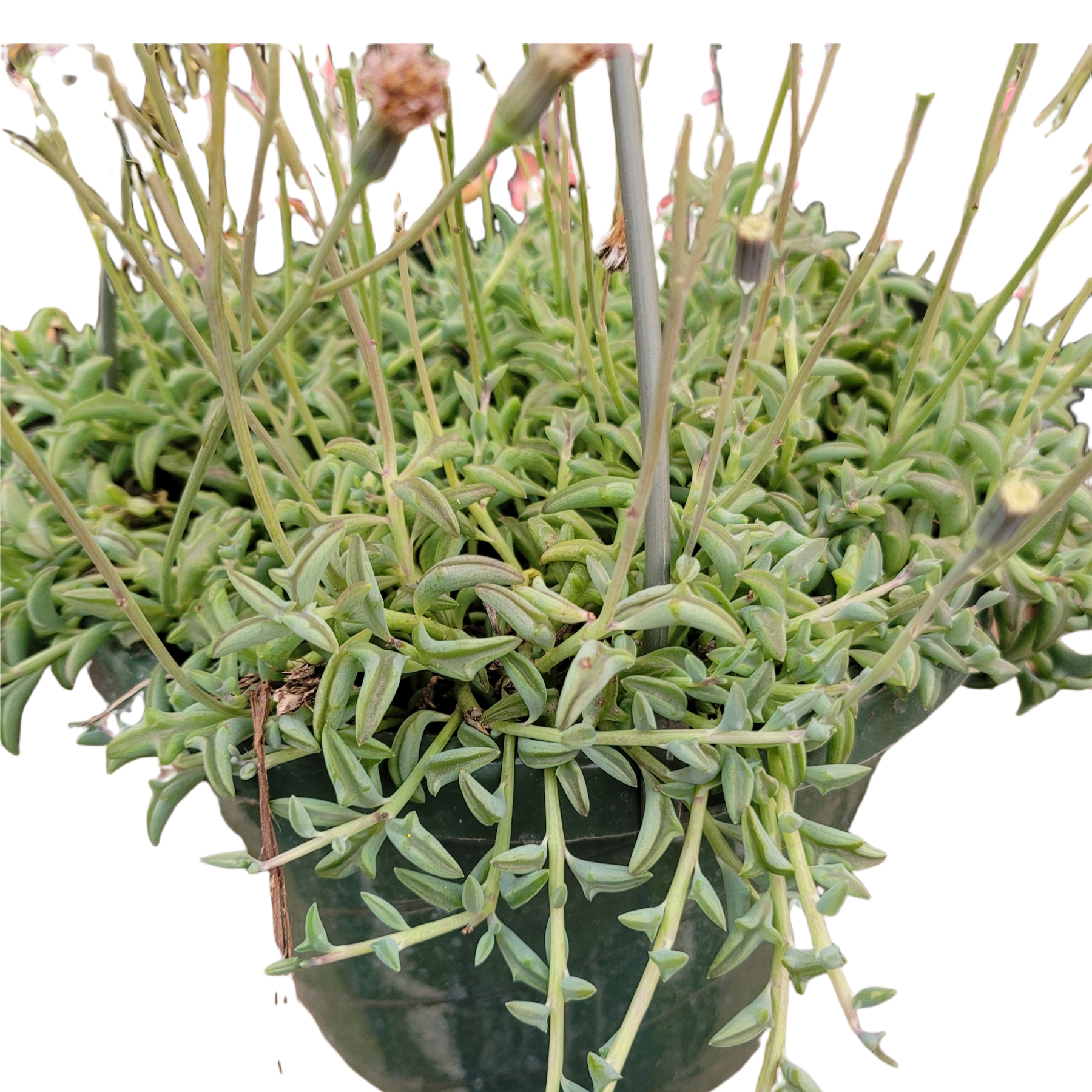 String of Dolphins Senecio peregrinus - Succulents Depot