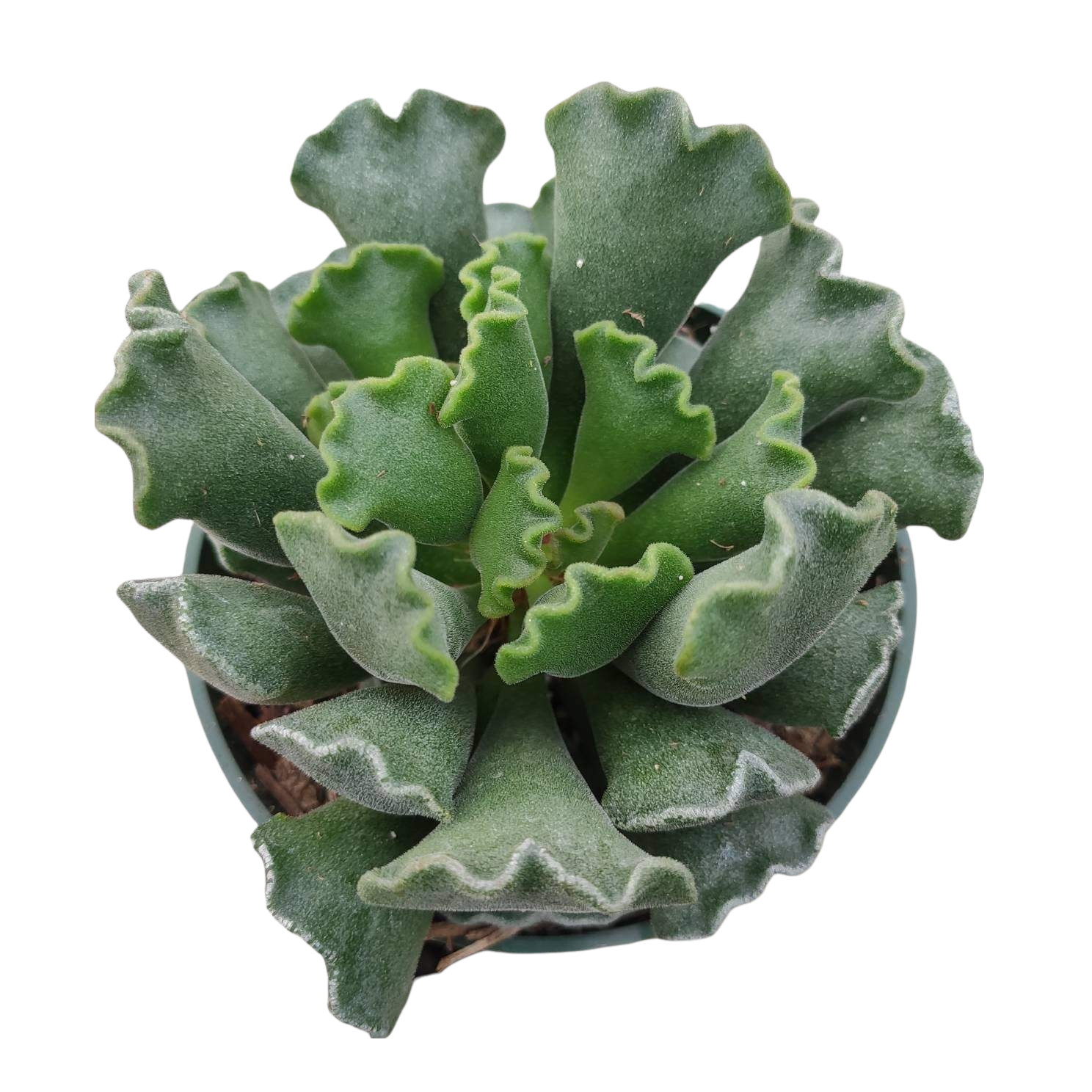 wavy leaf succulent Adromischus cristatus