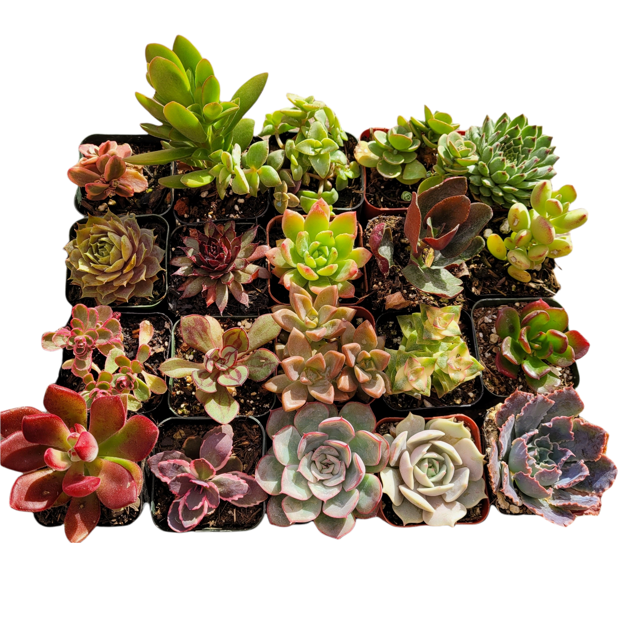 Lot de 2 succulentes