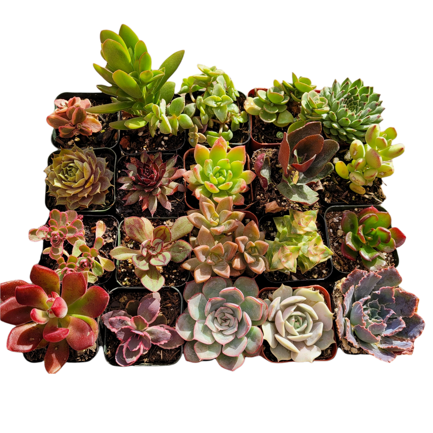 Assorted Succulent Set in 2 Pots, diverse rosette varieties.