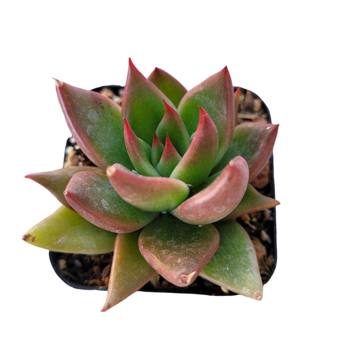Echeveria Agavoides 'Bronze Beauty' succulent with reddish-tipped leaves.