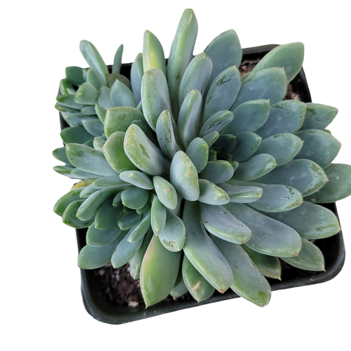 Echeveria amoena in a small black nursery pot.