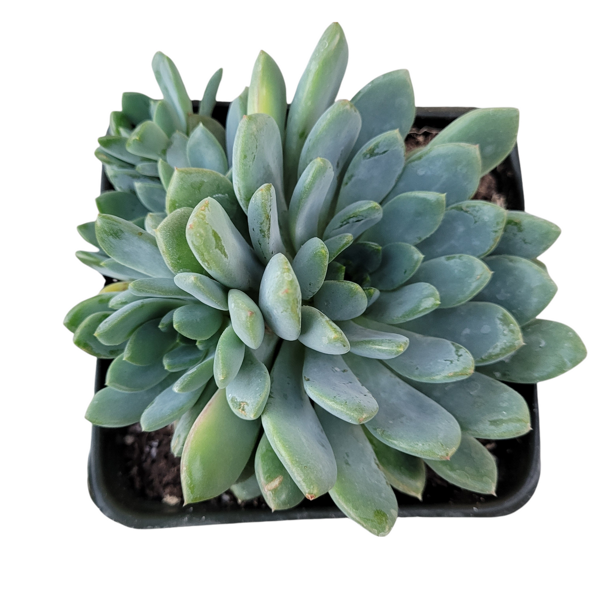 Echeveria amoena in square nursery container.