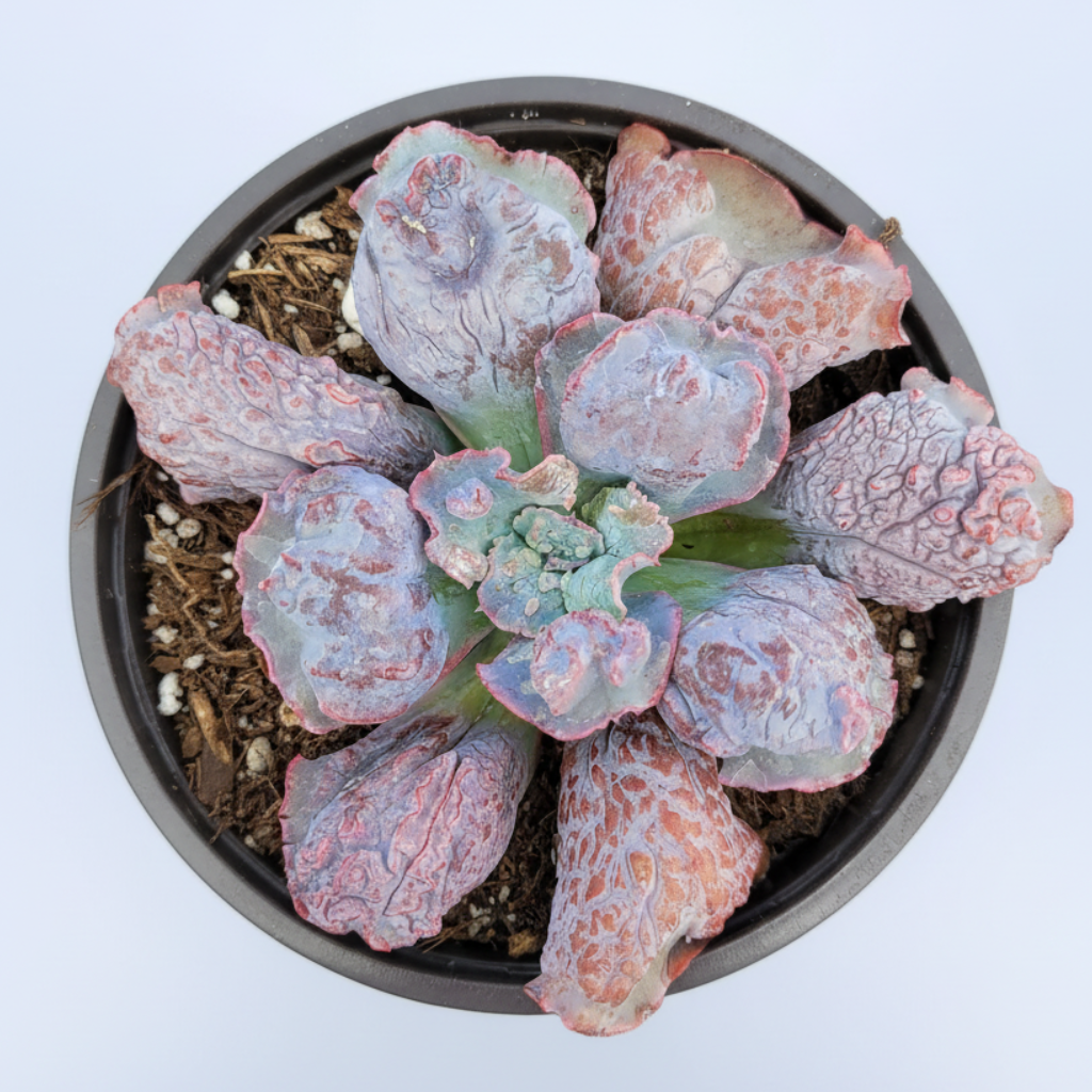 Echeveria linguas with bluish-green leaves, reddish-pink edges.
