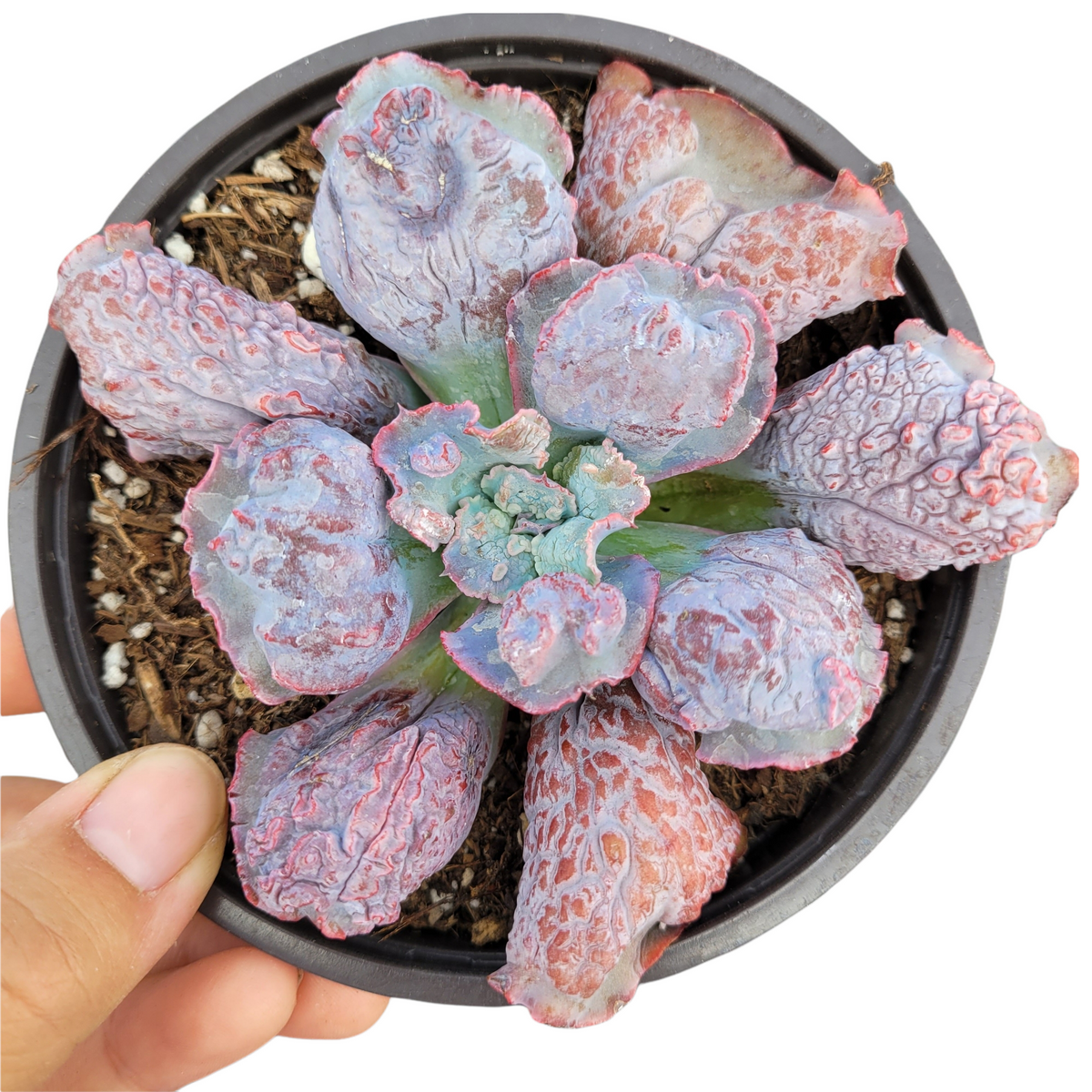 Echeveria linguas with bluish-green leaves, reddish-pink edges.