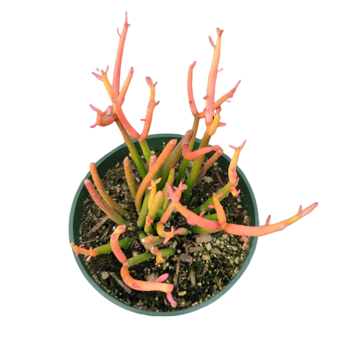 Euphorbia tirucalli 'Sticks on Fire' succulent plant.