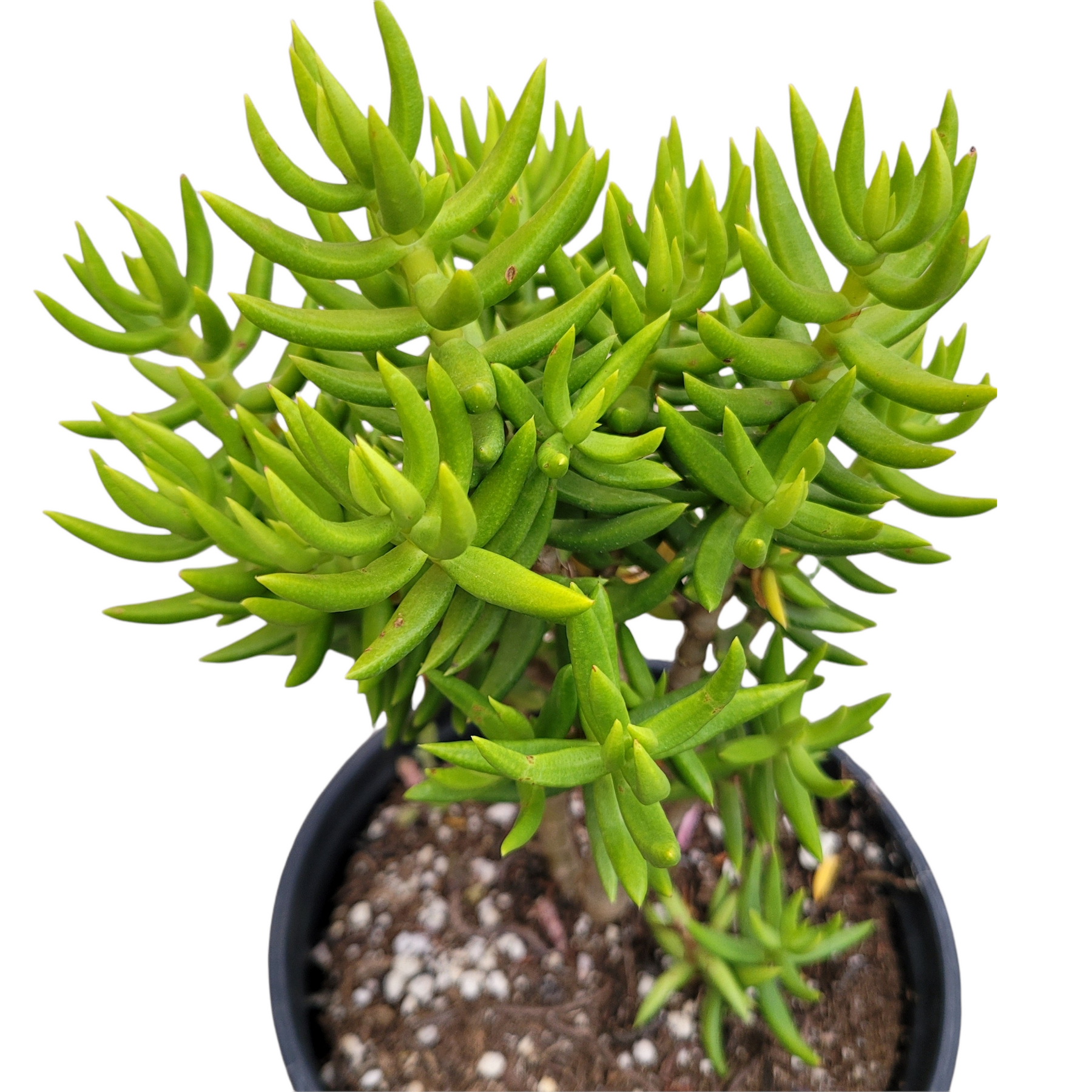 Crassula tetragona 'Miniature Pine Tree'