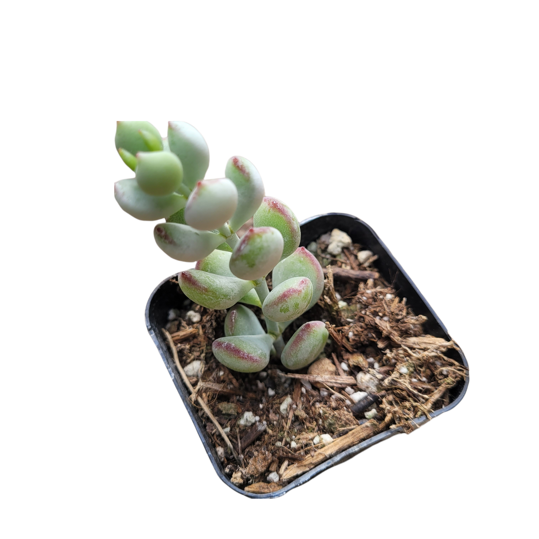 Cotyledon pendens 'Cliff Cotyledon' - Succulents Depot