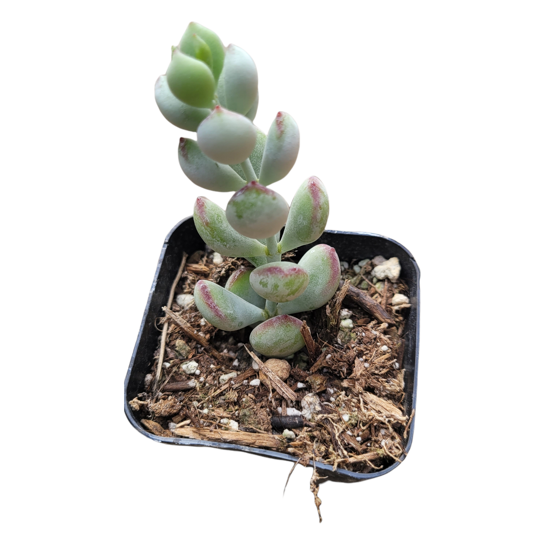 Cotyledon pendens 'Cliff Cotyledon' - Succulents Depot