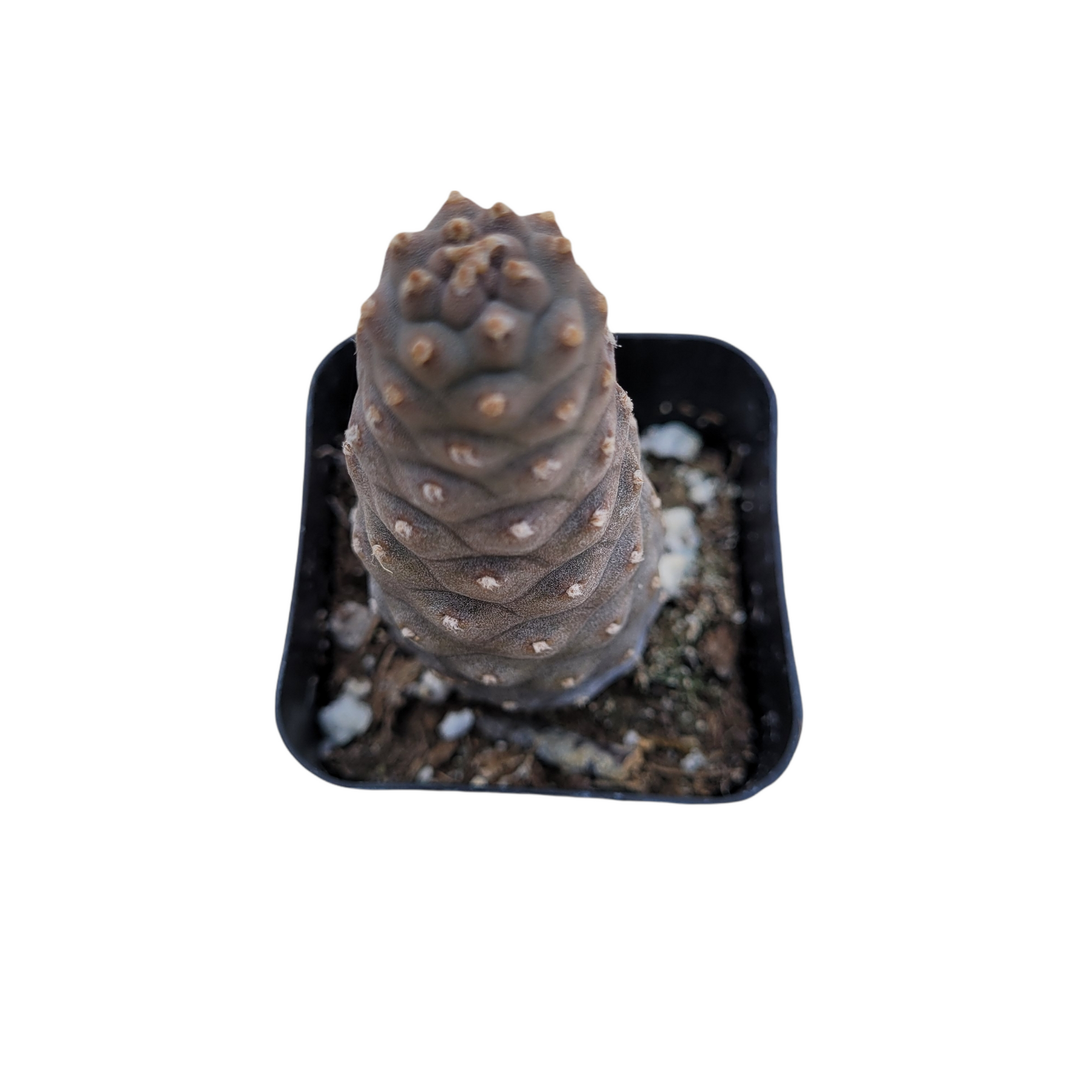 Tephrocactus articulatus var. inermis - Pine Cone Cactus - Succulents Depot