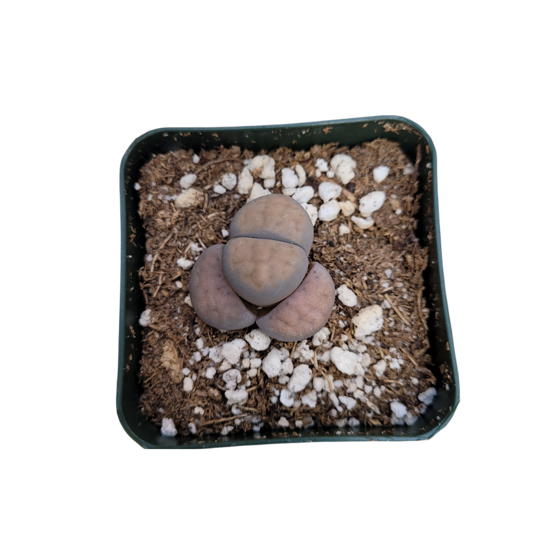 Lithops 'Living Stones' - Succulents Depot