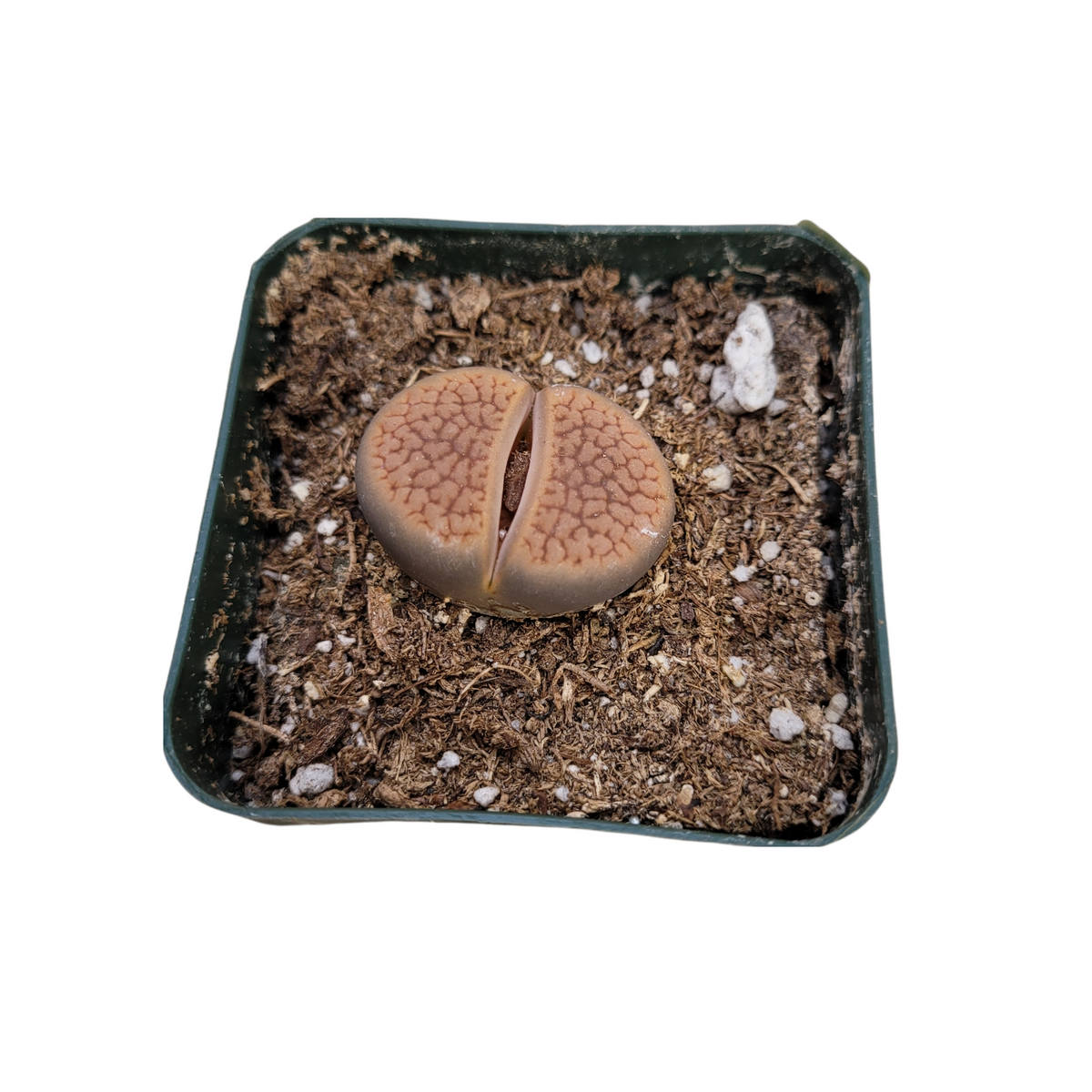 Lithops 'Living Stones' in gritty potting mix.