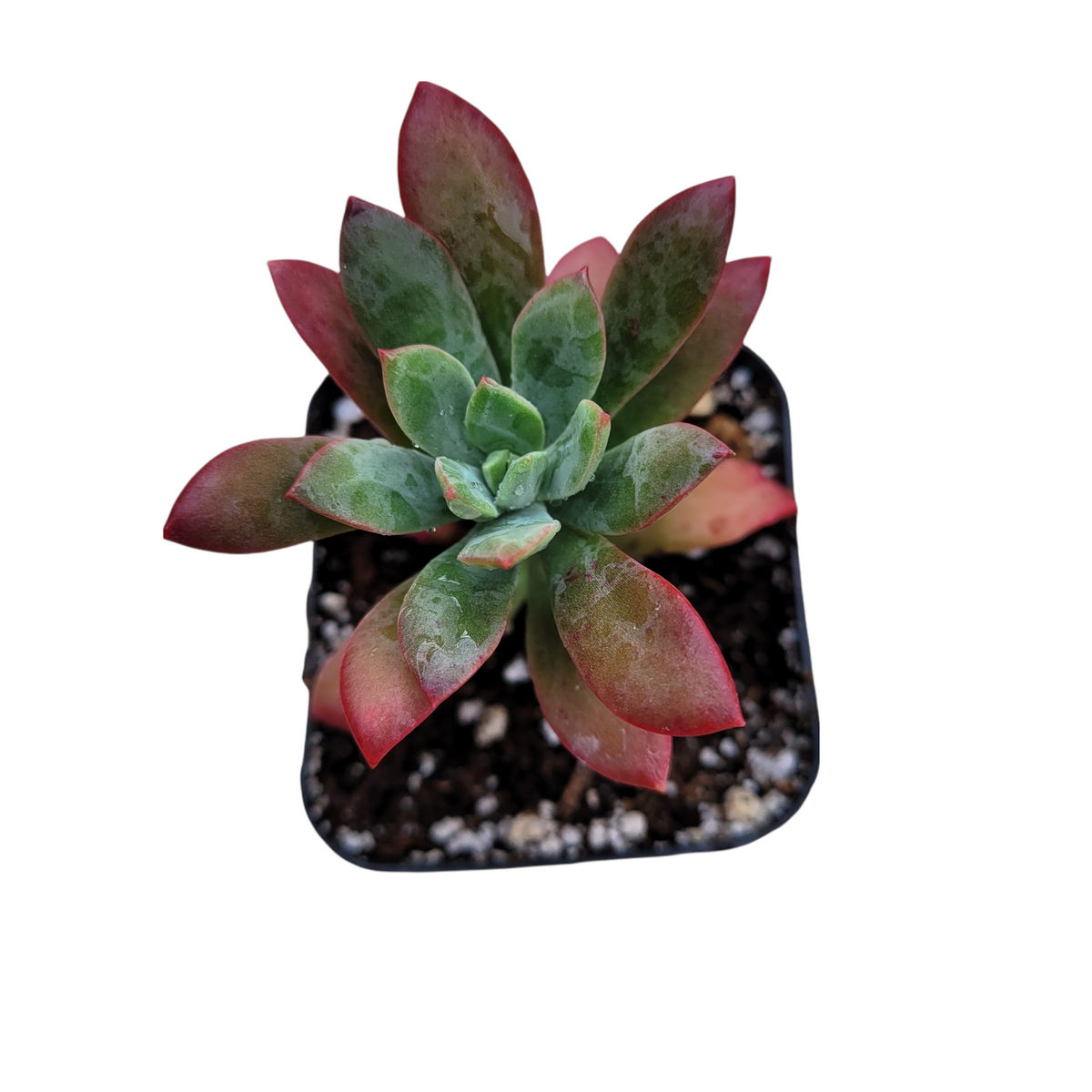 Echeveria 'Minibelle' succulent in a black pot.