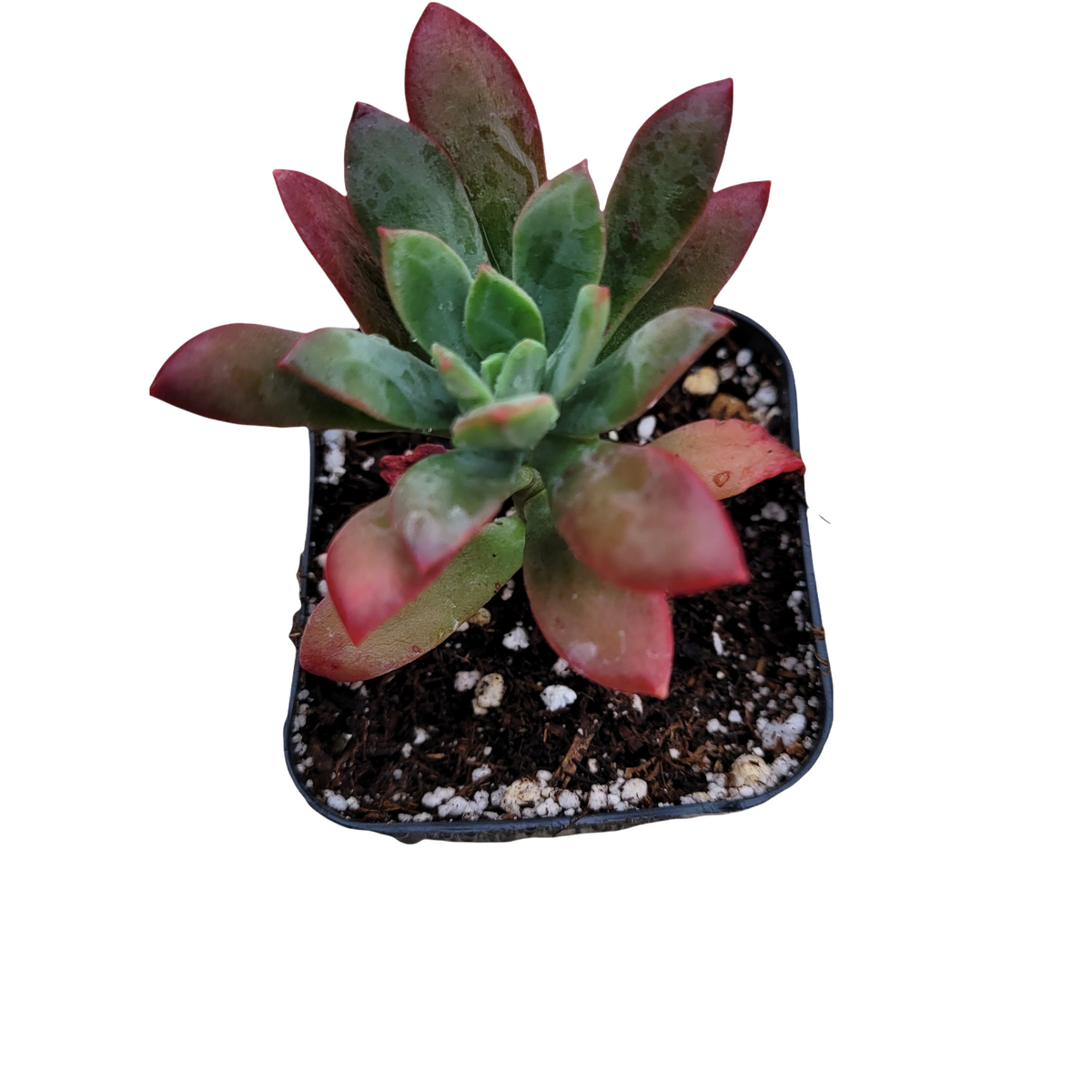 Echeveria 'Minibelle' succulent with red-edged leaves in pot.