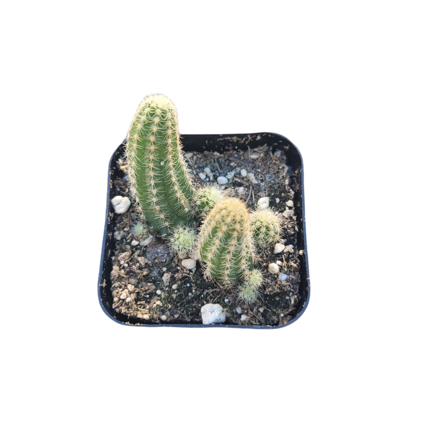 Echinopsis chamaecereus Peanut Cactus - Succulents Depot