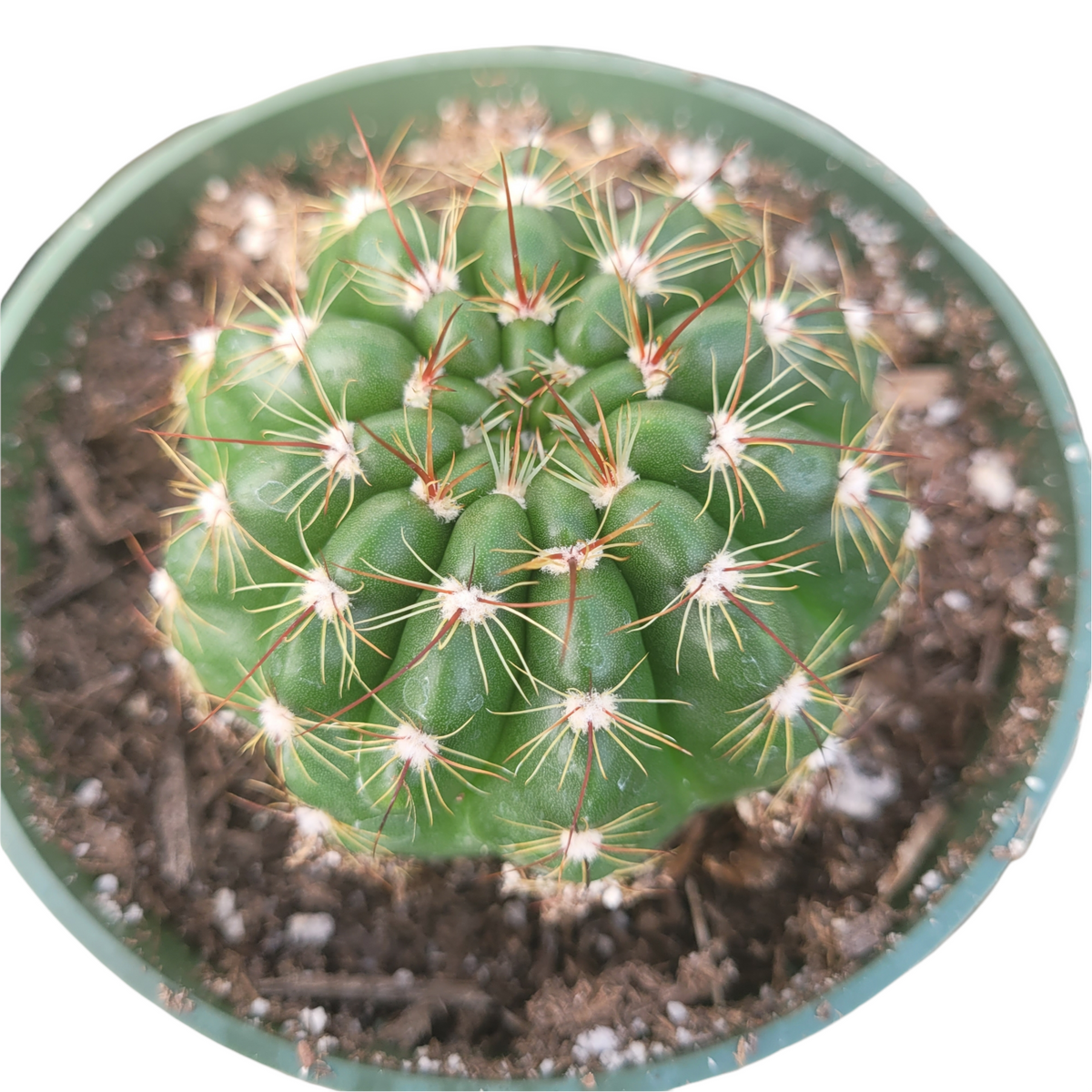 Notocactus ottonis 'Indian Head' cactus with spines in a pot.