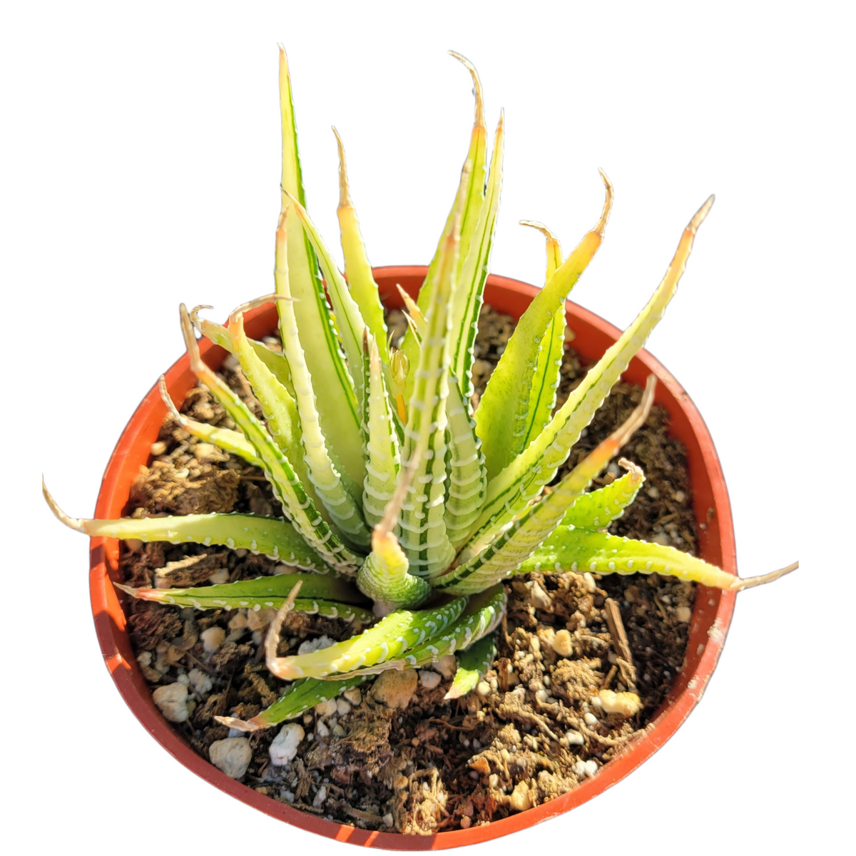 Haworthia fasciata Variegata