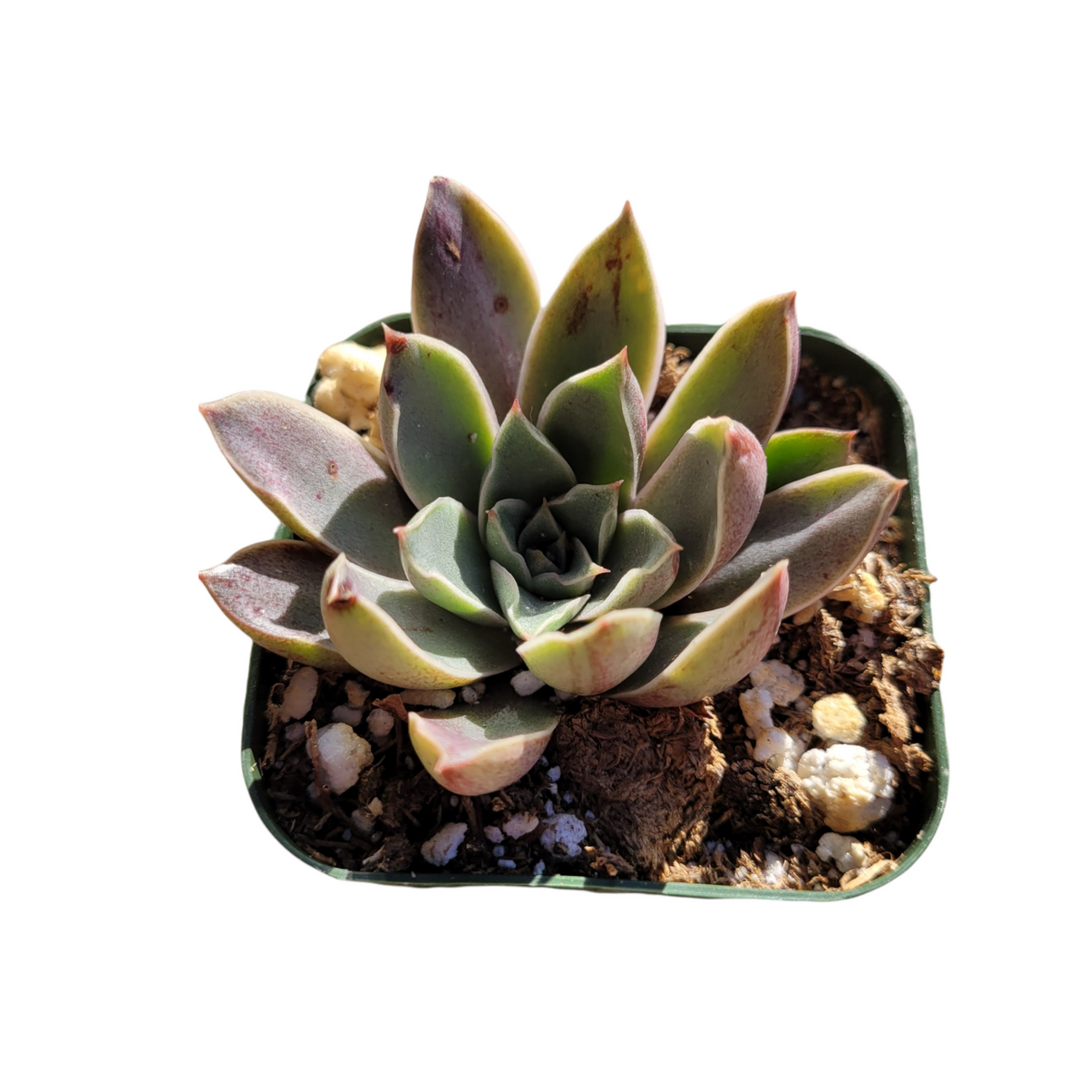 Echeveria Cinderella succulent in a square nursery pot.