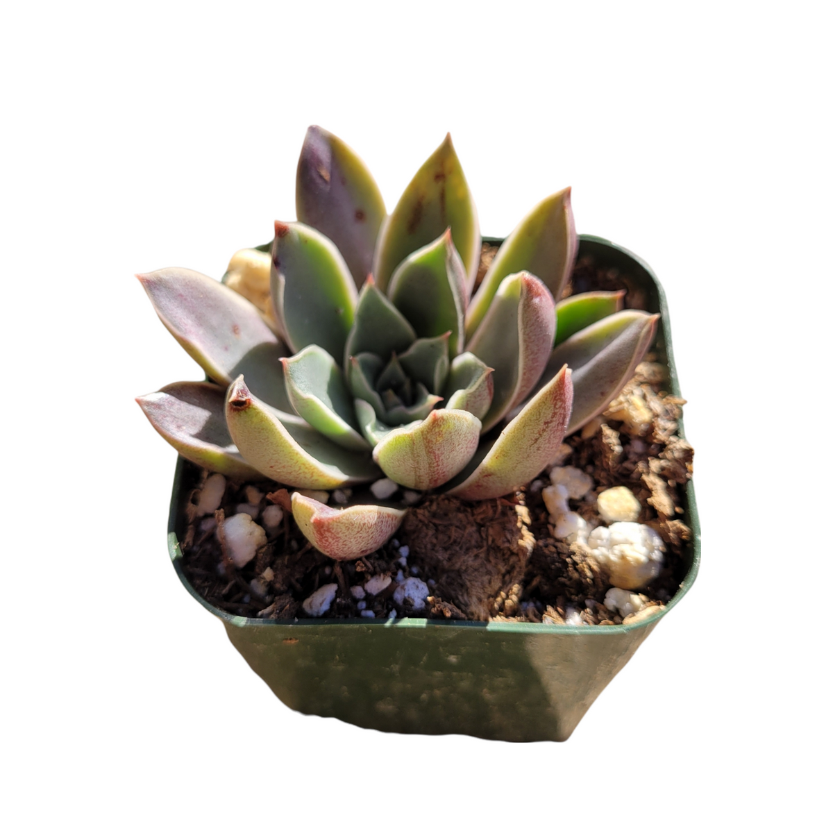 Echeveria cinderella succulent in square nursery pot.