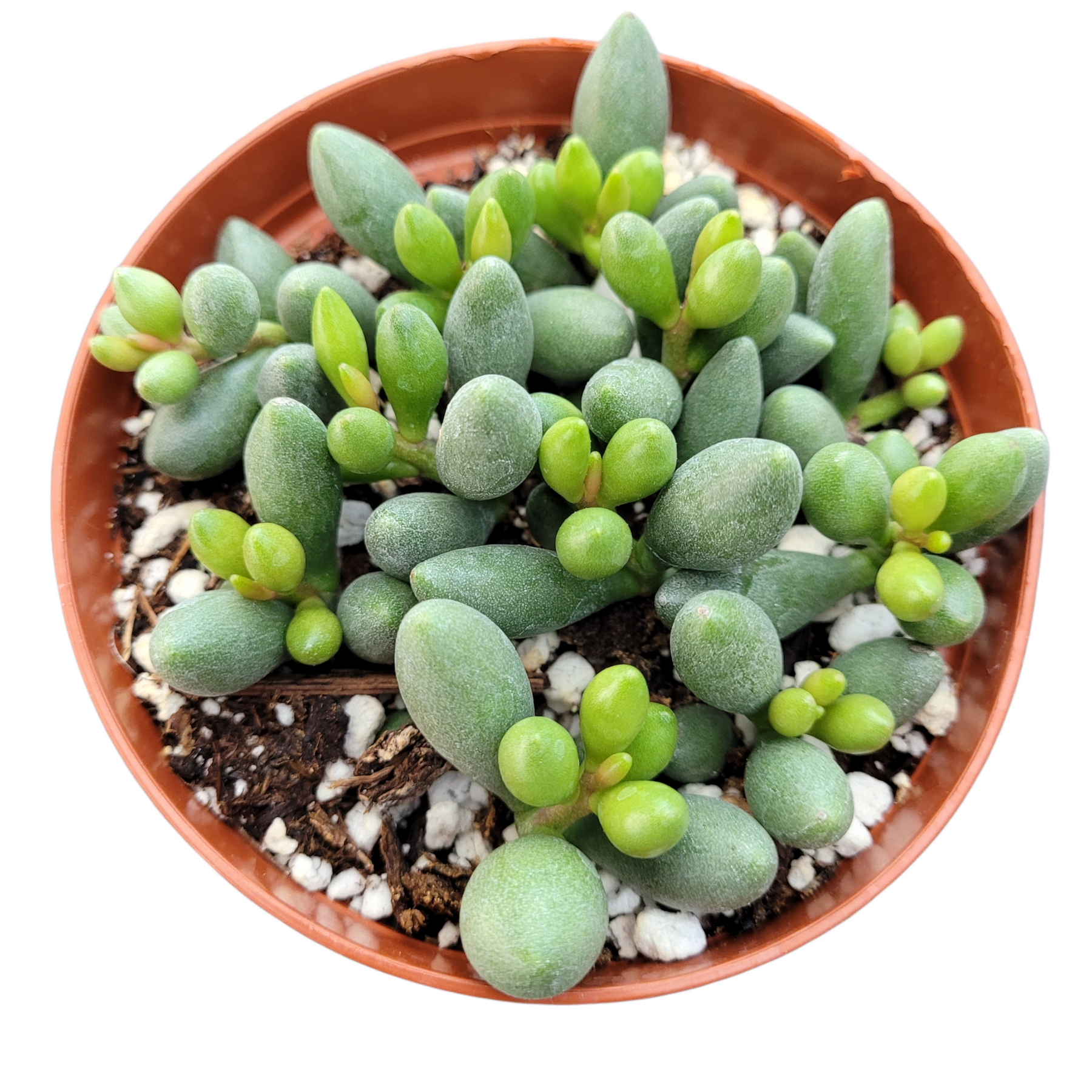 Adromischus oviforme - Succulents Depot