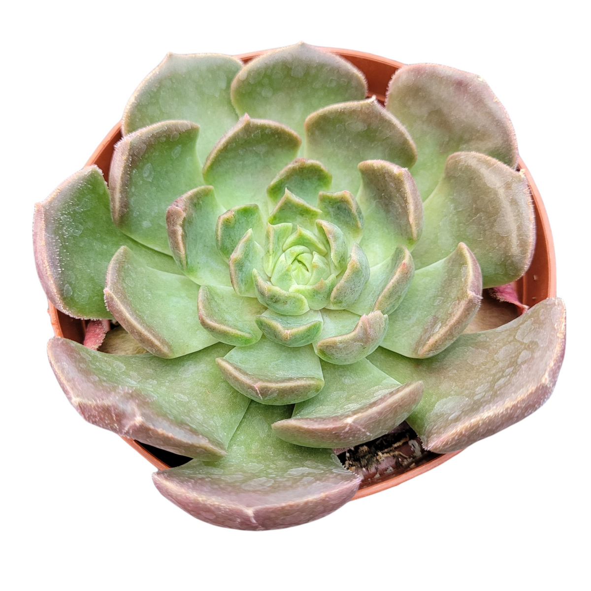 Echeveria Brown Rose succulent, thick rosette leaves.