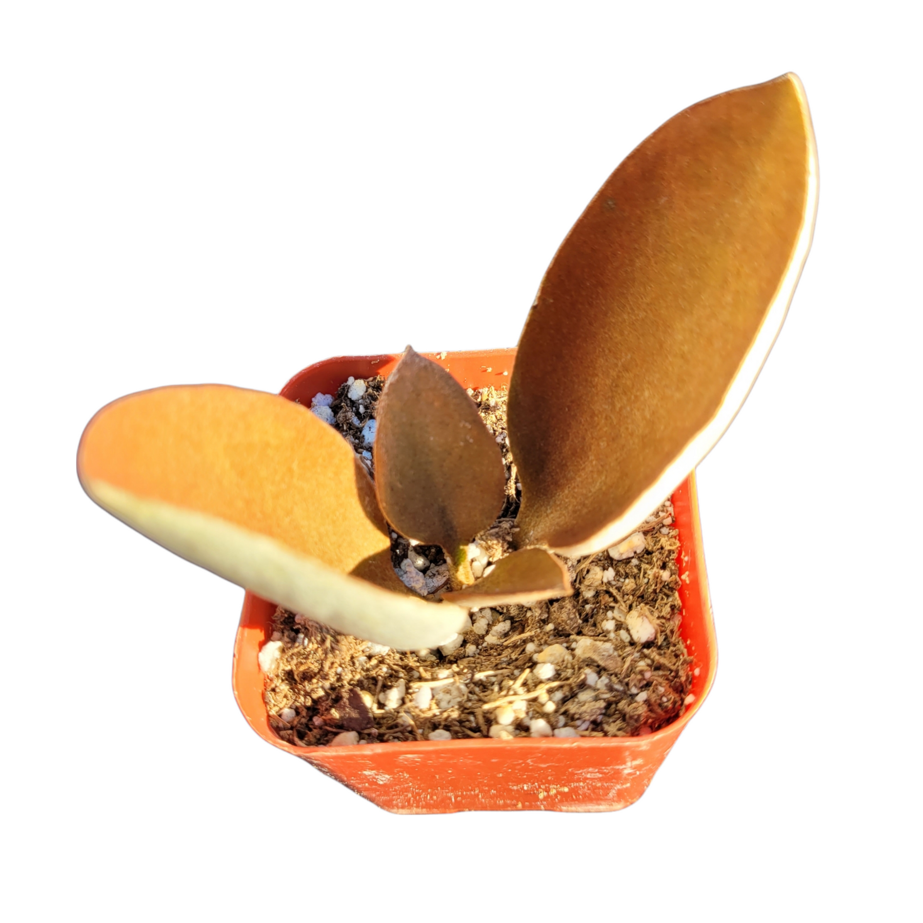 Kalanchoe orgyalis ‘Copper Spoons’
