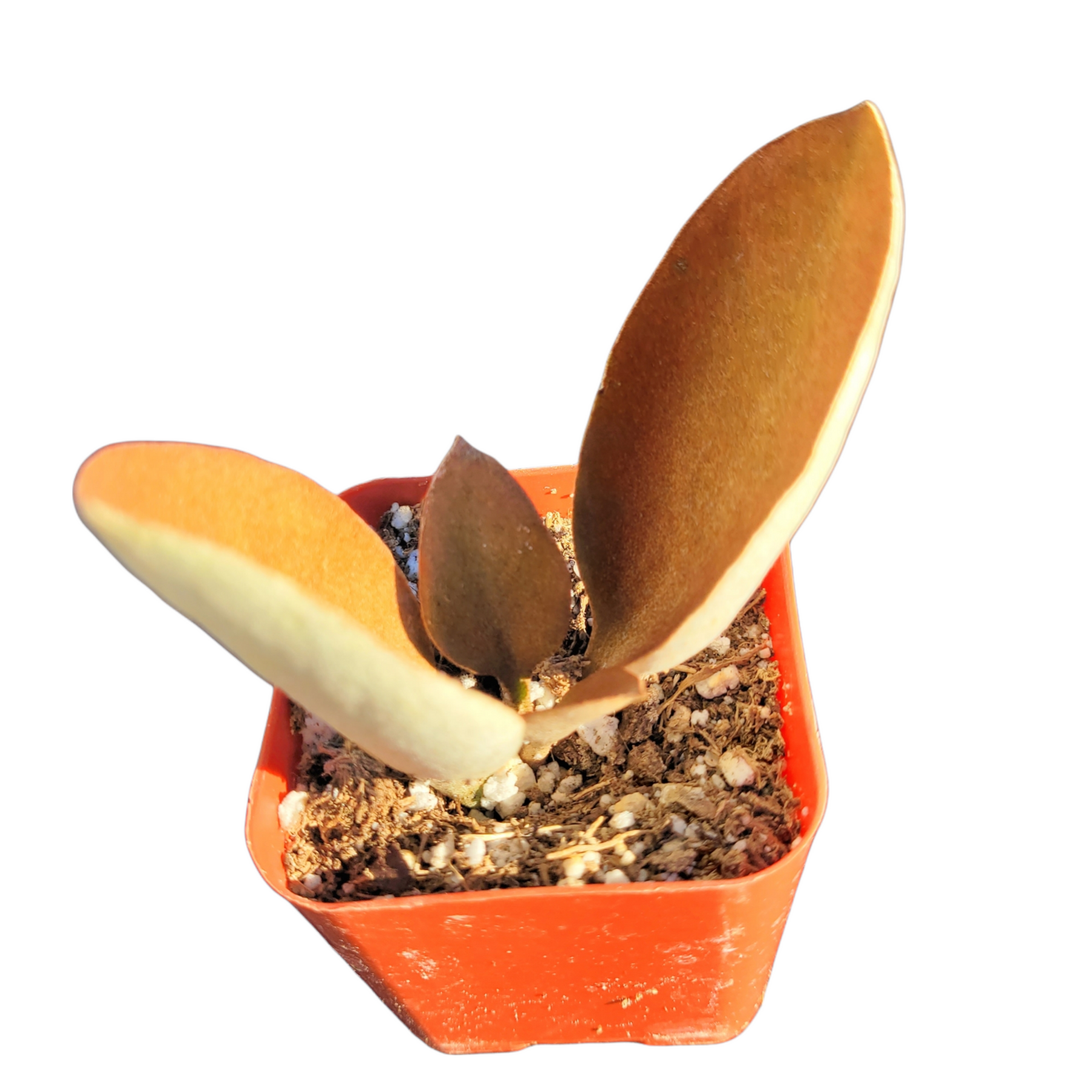 Kalanchoe orgyalis ‘Copper Spoons’