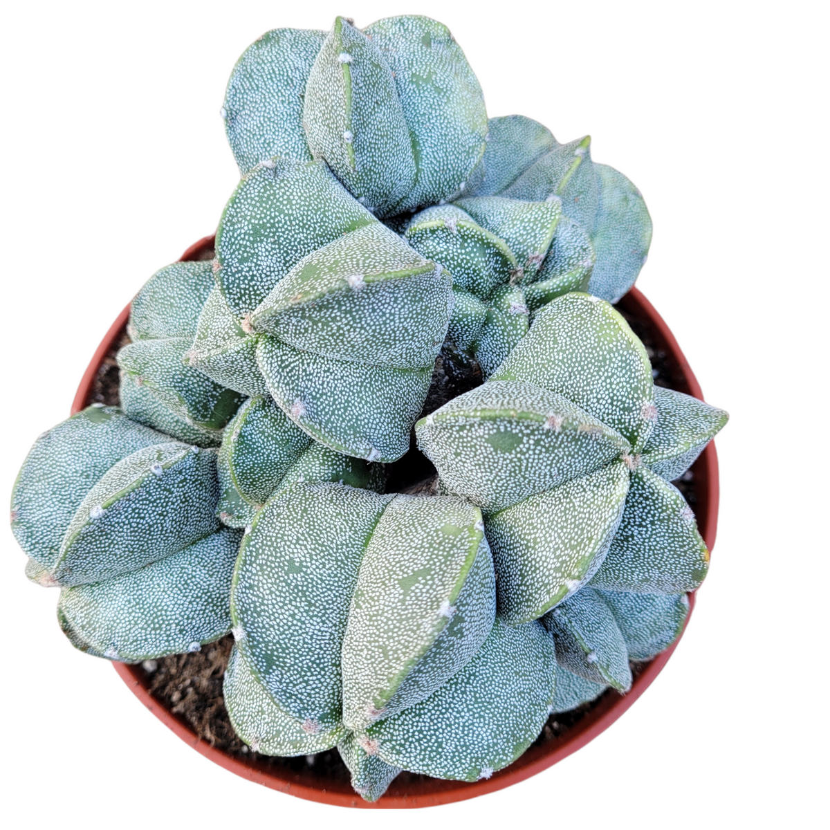 Astrophytum myriostigma succulent in terracotta pot.