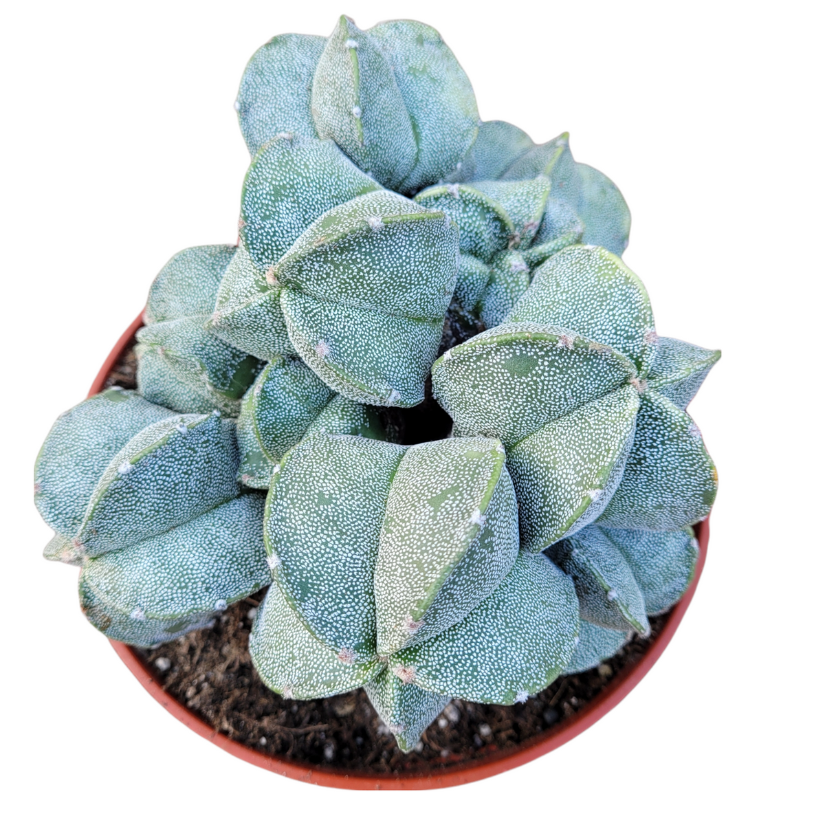 Astrophytum myriostigma in terracotta pot, speckled green triangles.