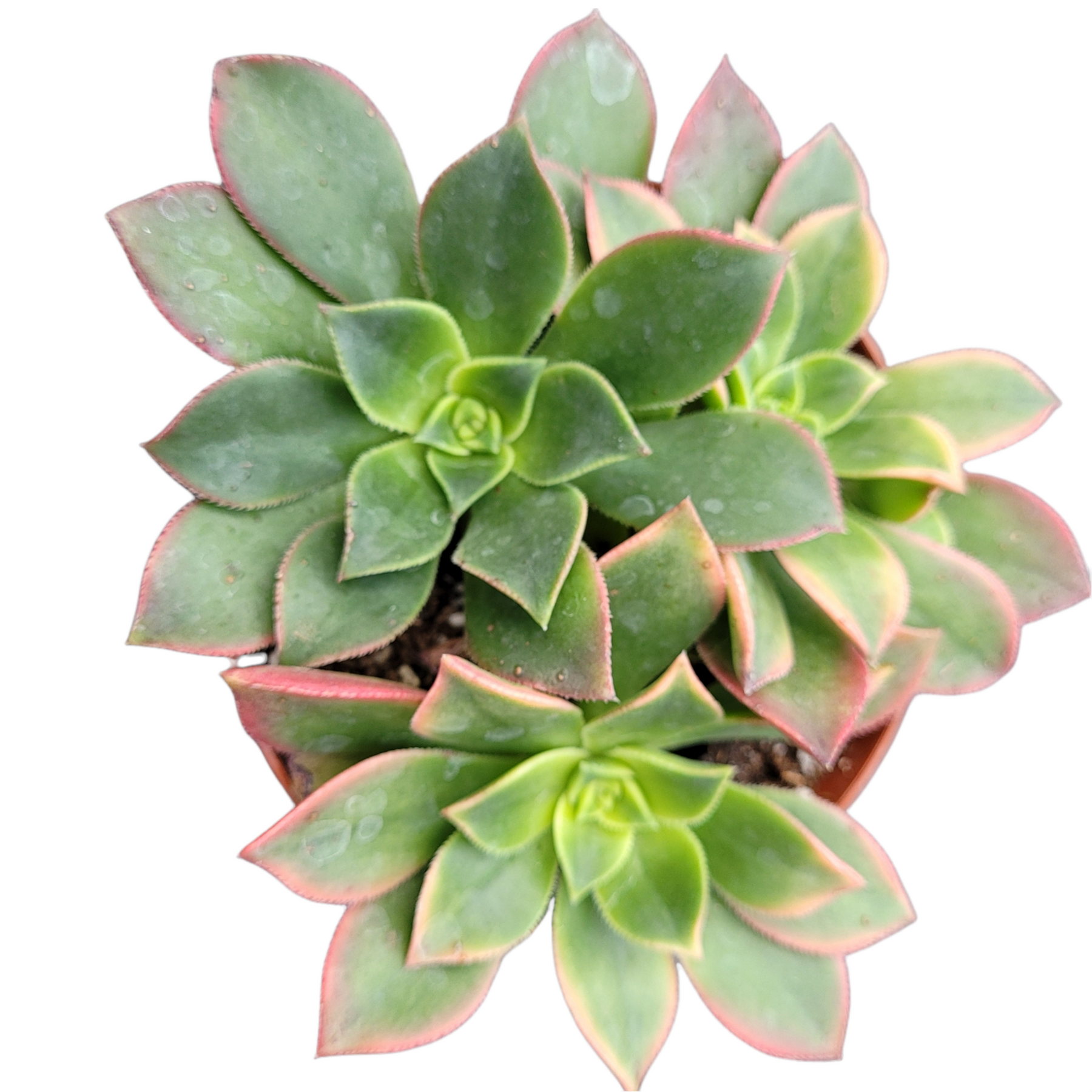 Aeonium 'Kiwi' - Succulents Depot
