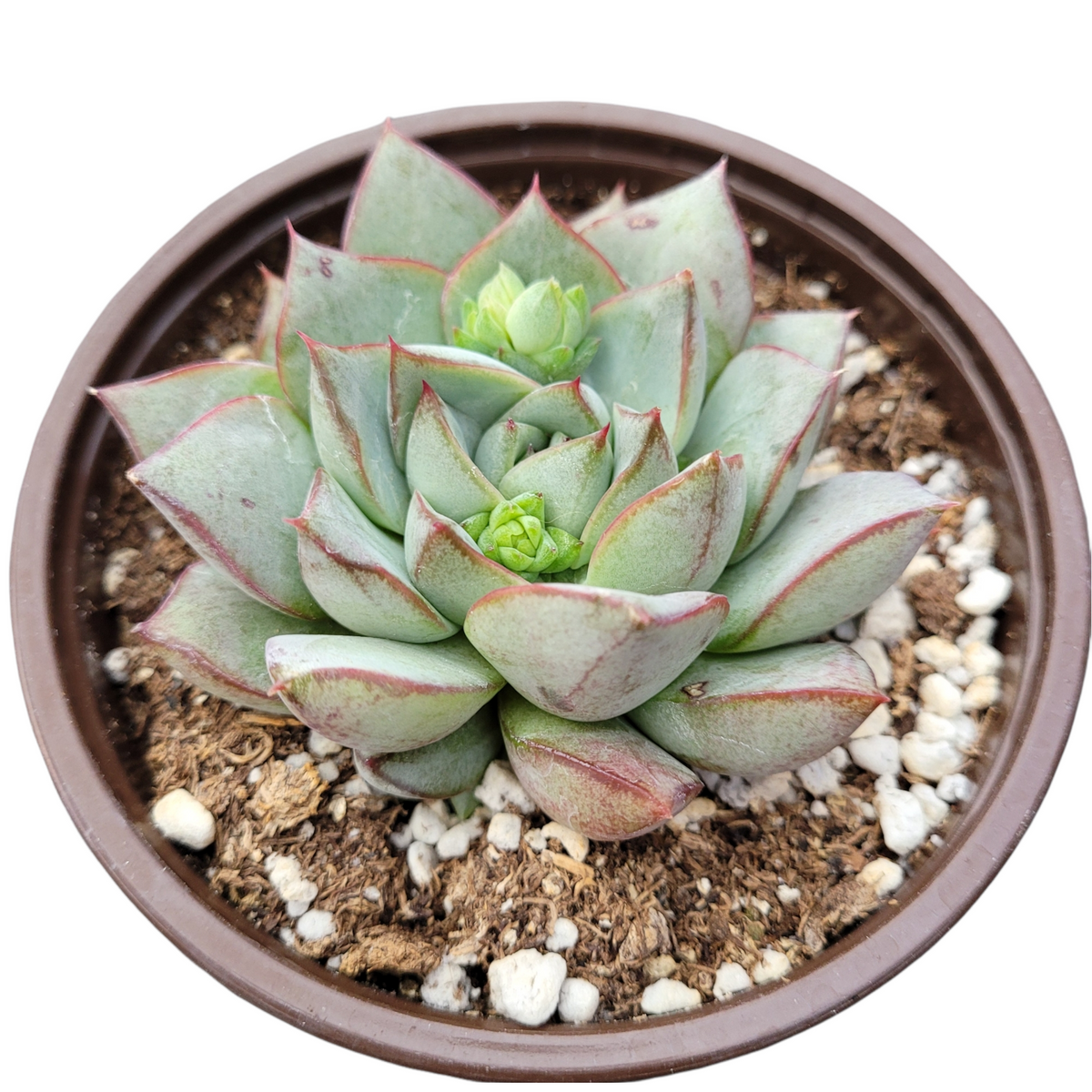 Echeveria 'Fabiola' in brown plastic pot with offsets.